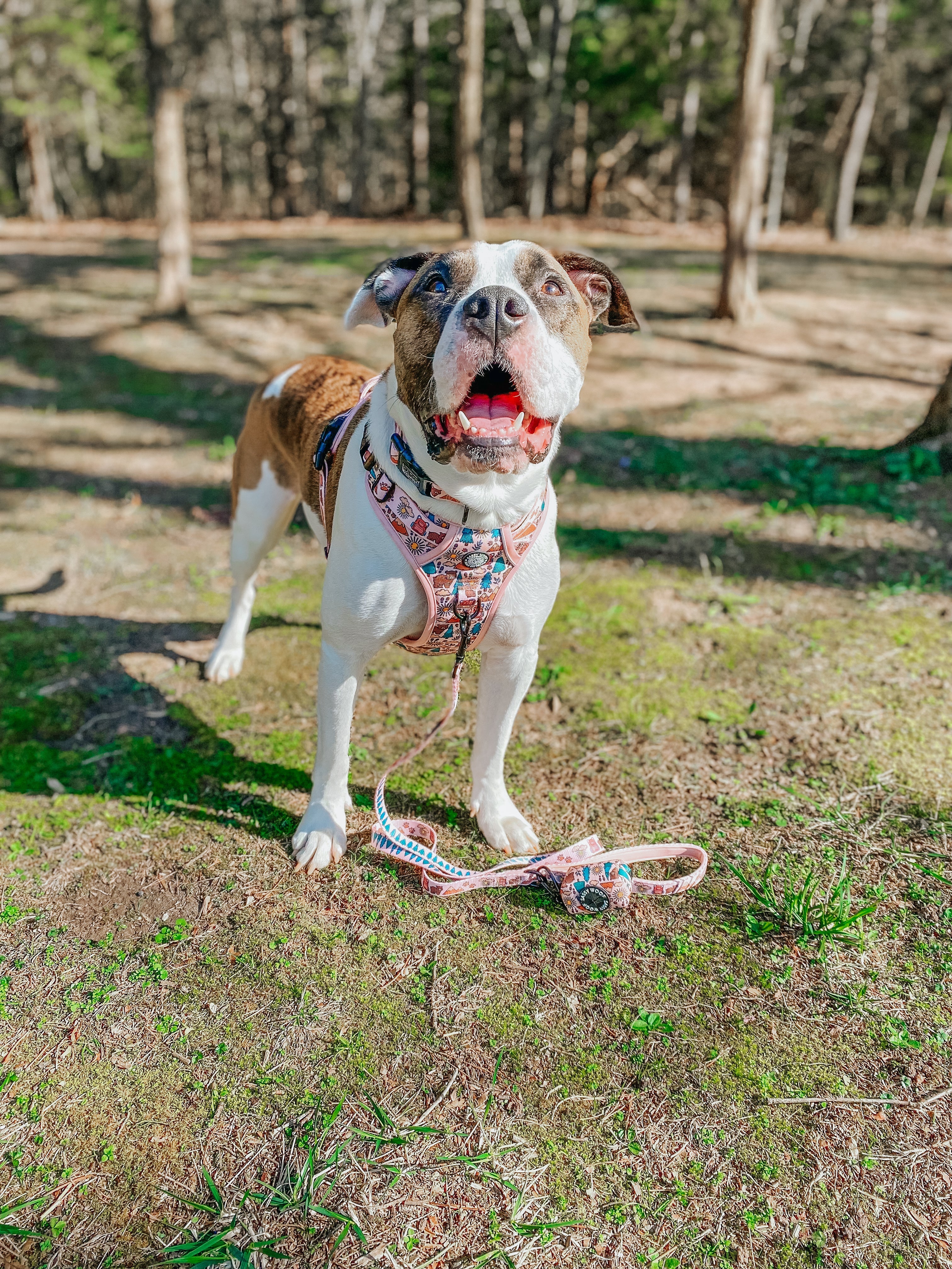 Dog Collar - National Bark