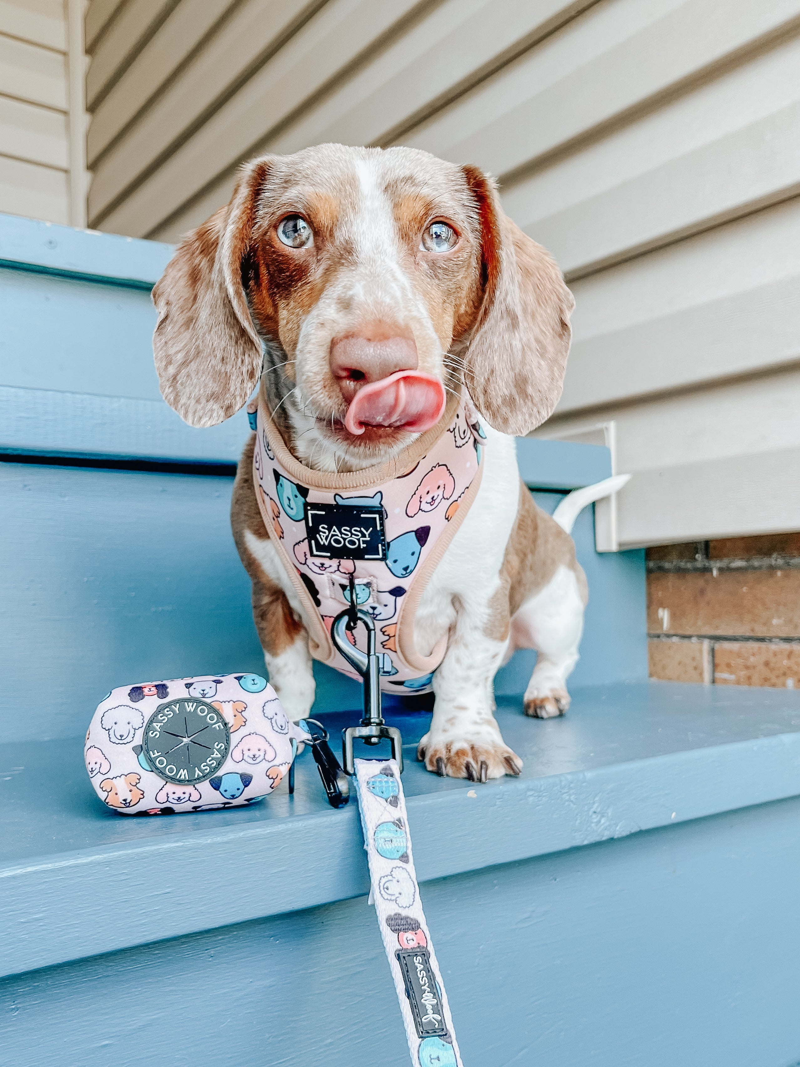 Dog Leash - Mixed With Love