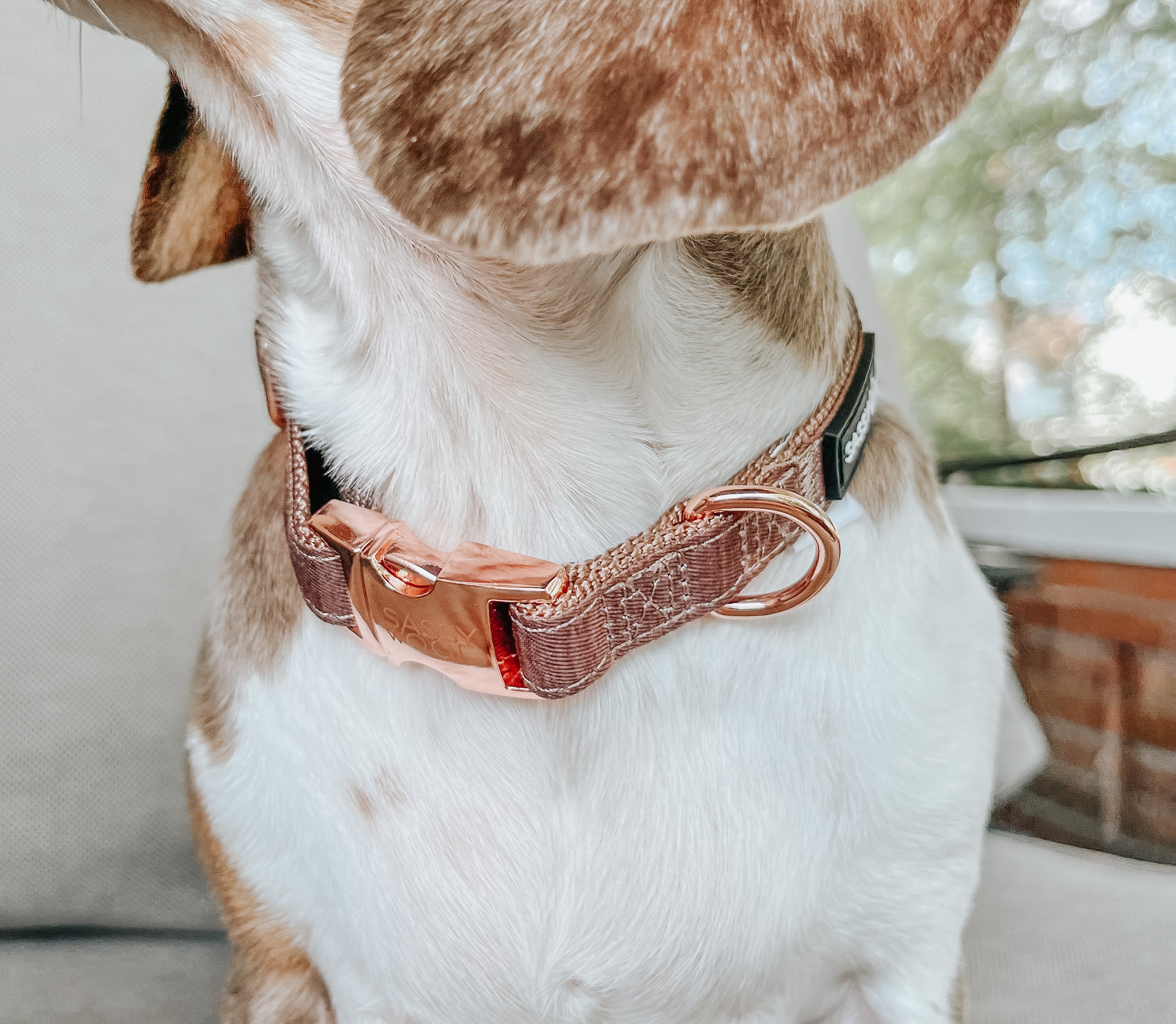 Dog Collar - Teddy