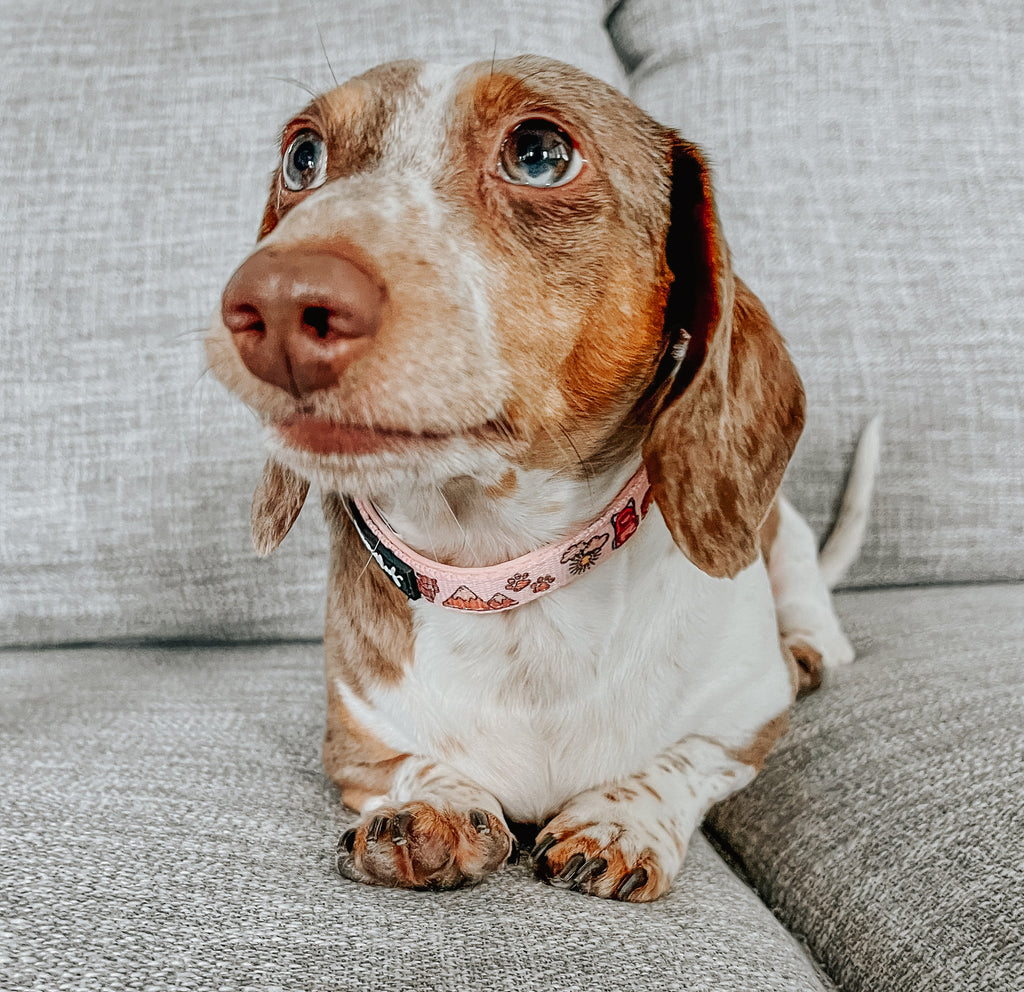 Dog Collar - National Bark
