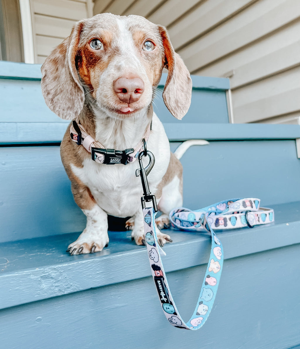 Dog Collar - Mixed With Love