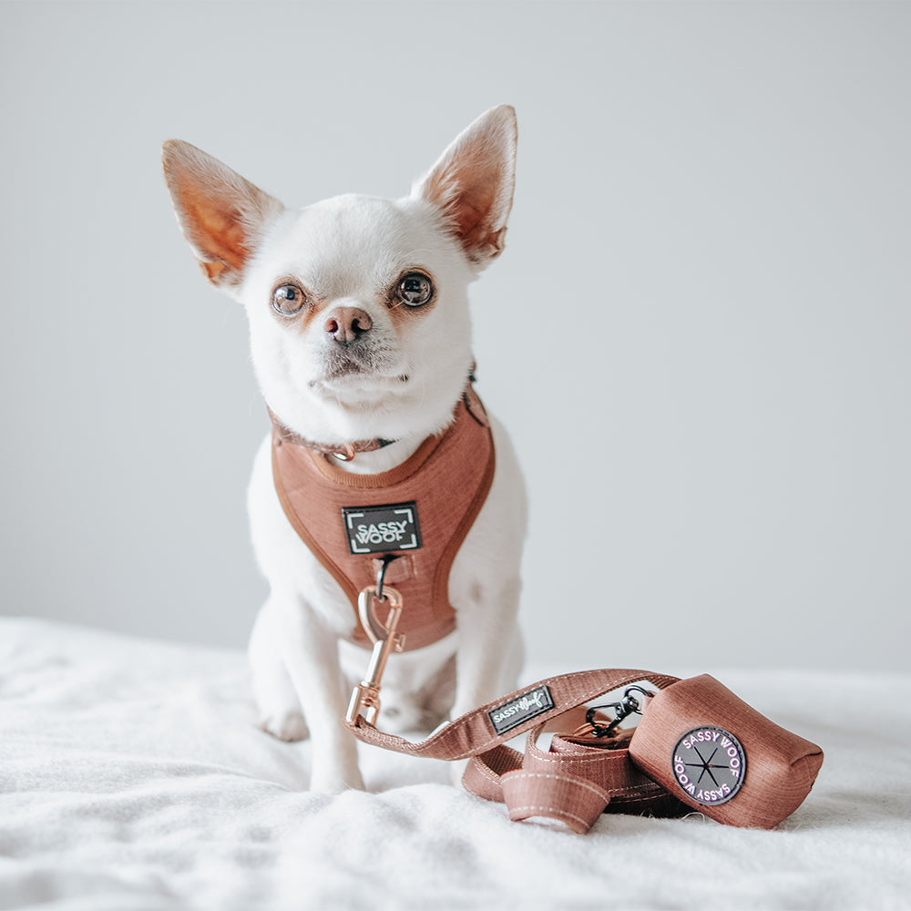 Dog Collar - Teddy