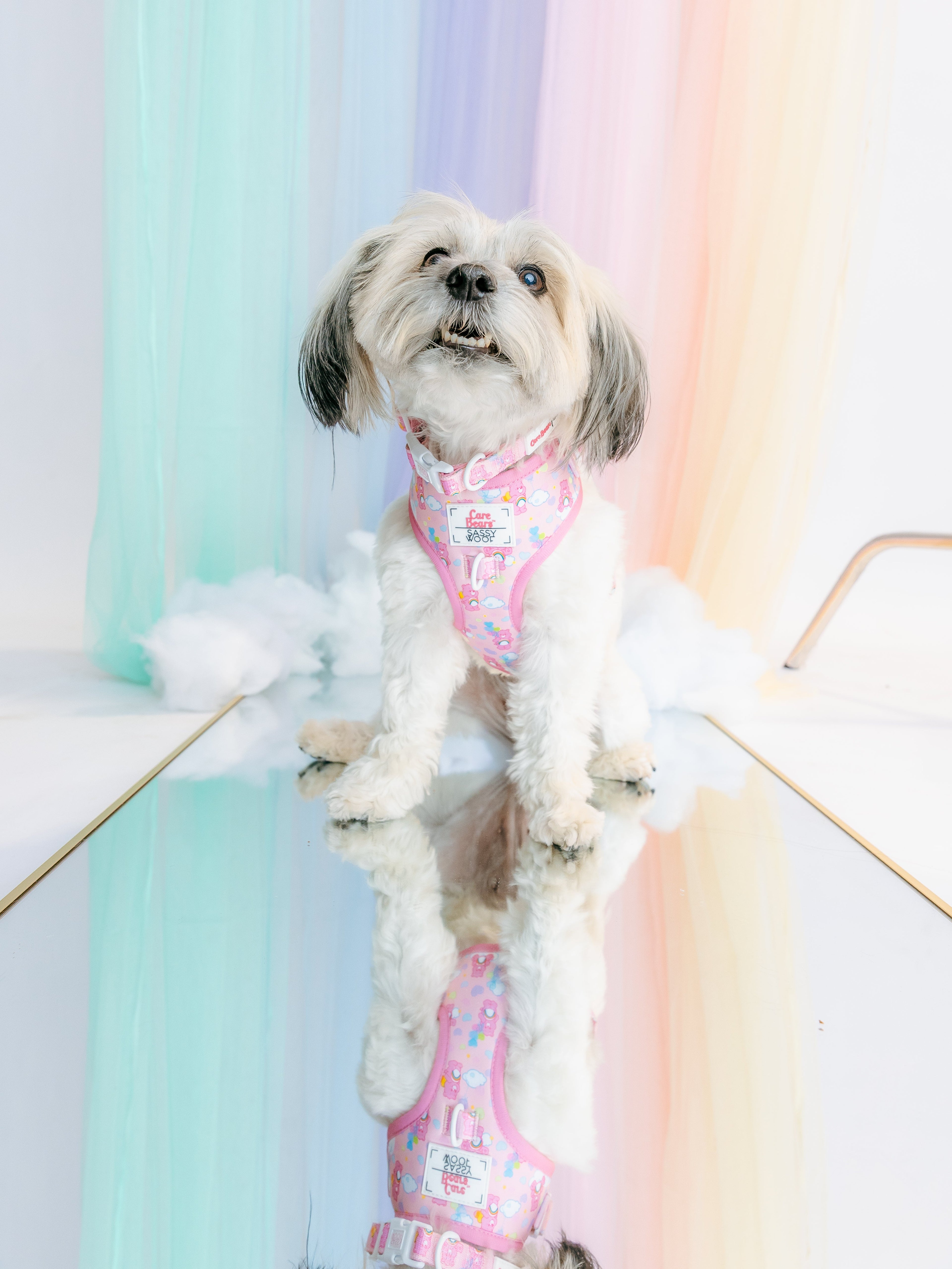 Dog Collar - Care Bears™ Cheer Bear