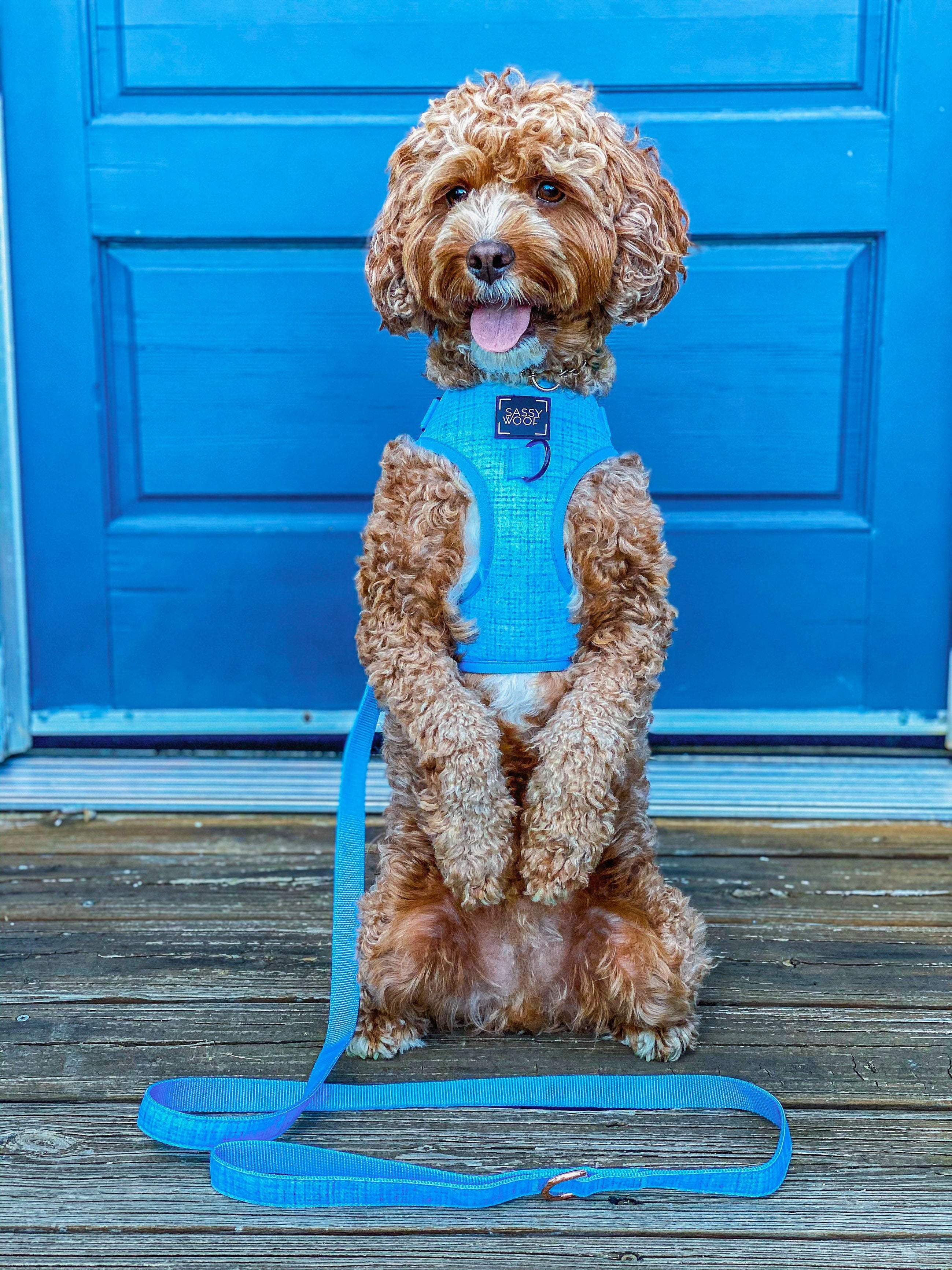 Dog Leash - Blumond