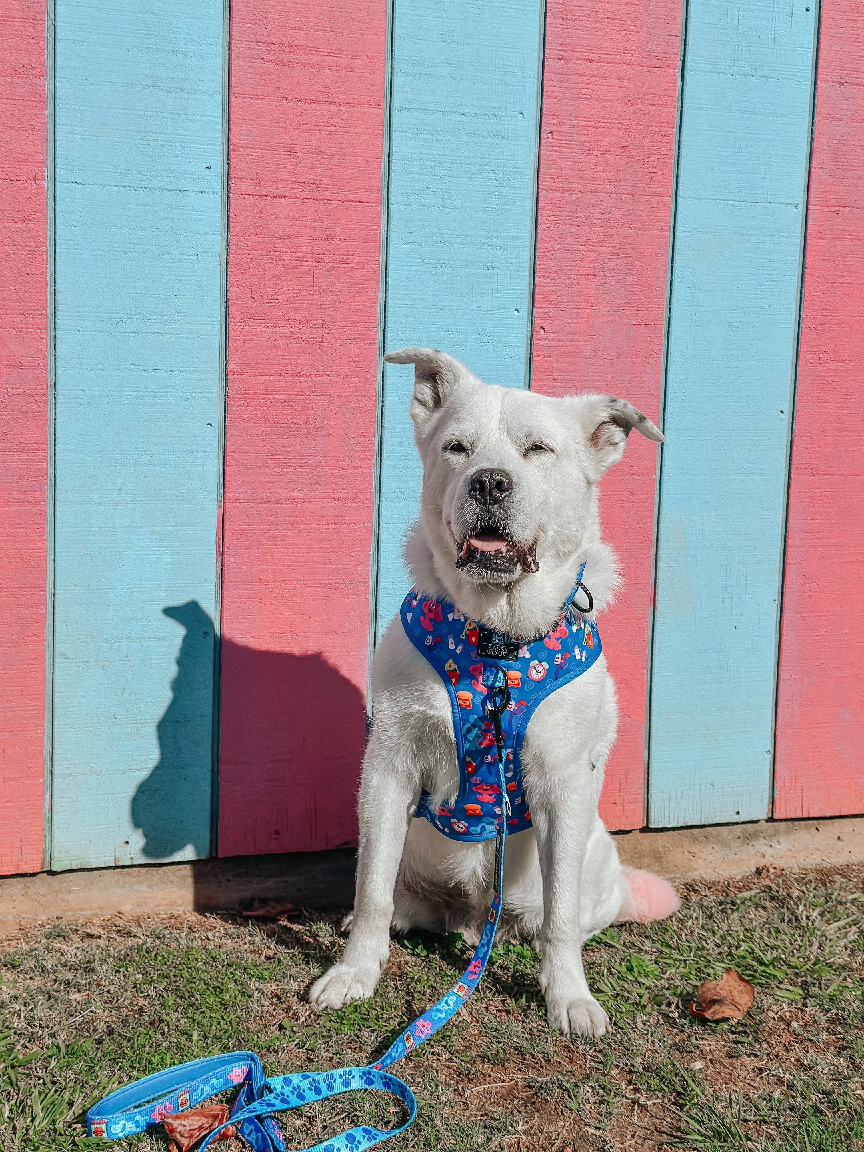 Dog Adjustable Harness - Blue's Clues™
