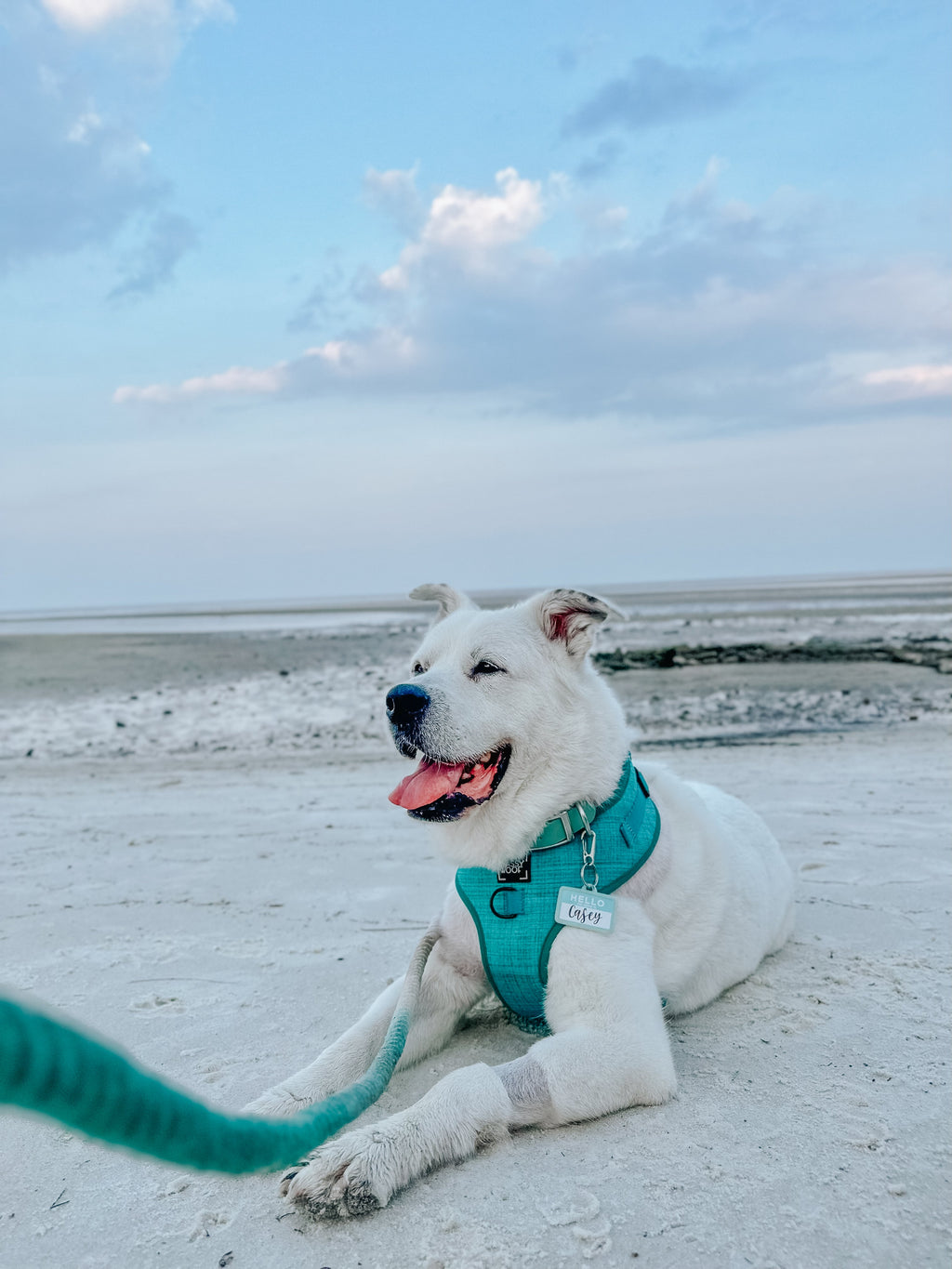 Dog Rope Leash - Ombre Teal
