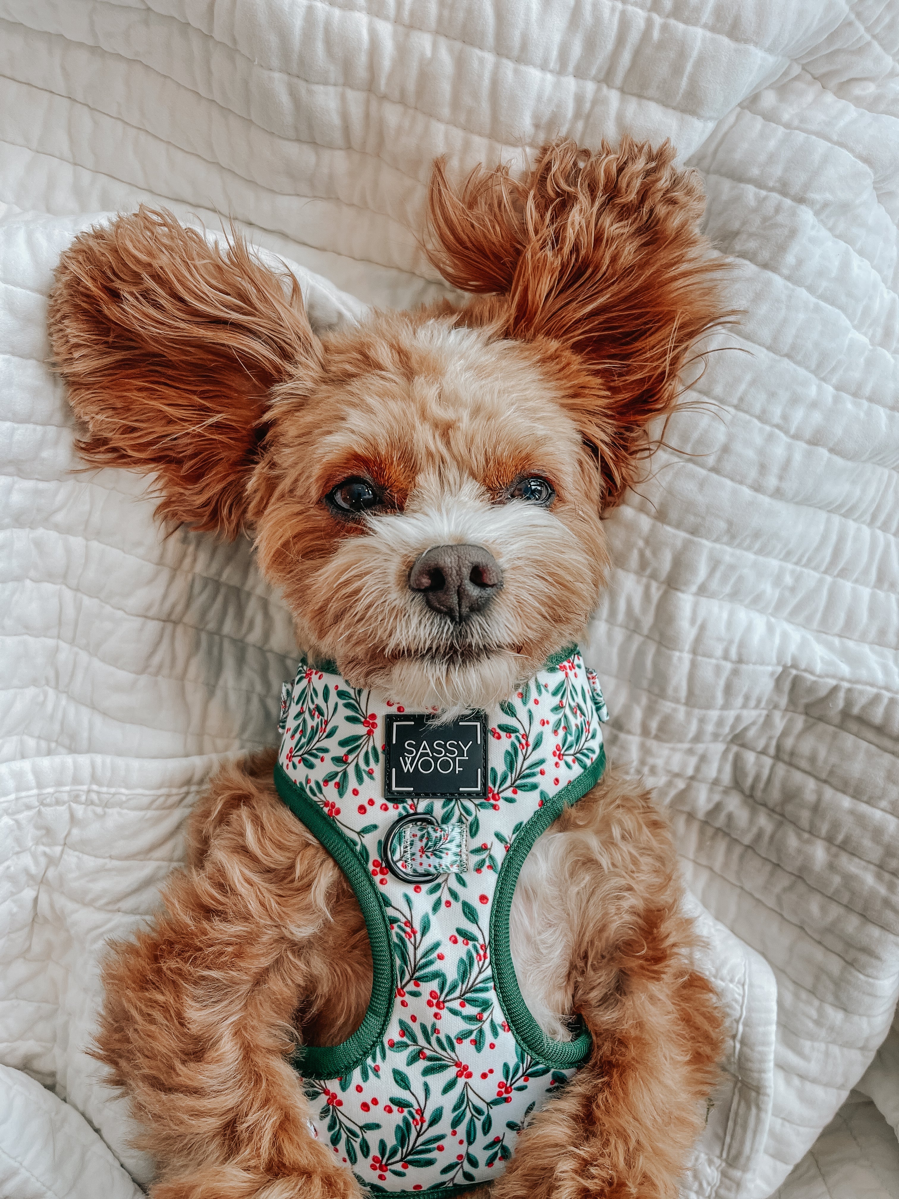 Dog Adjustable Harness - Under the Mistletoe