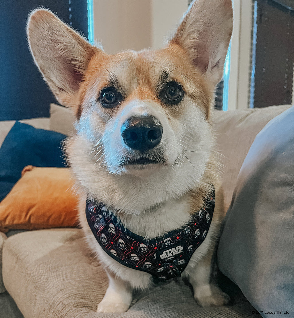 Dog Adjustable Harness - STAR WARS™ The Dark Side