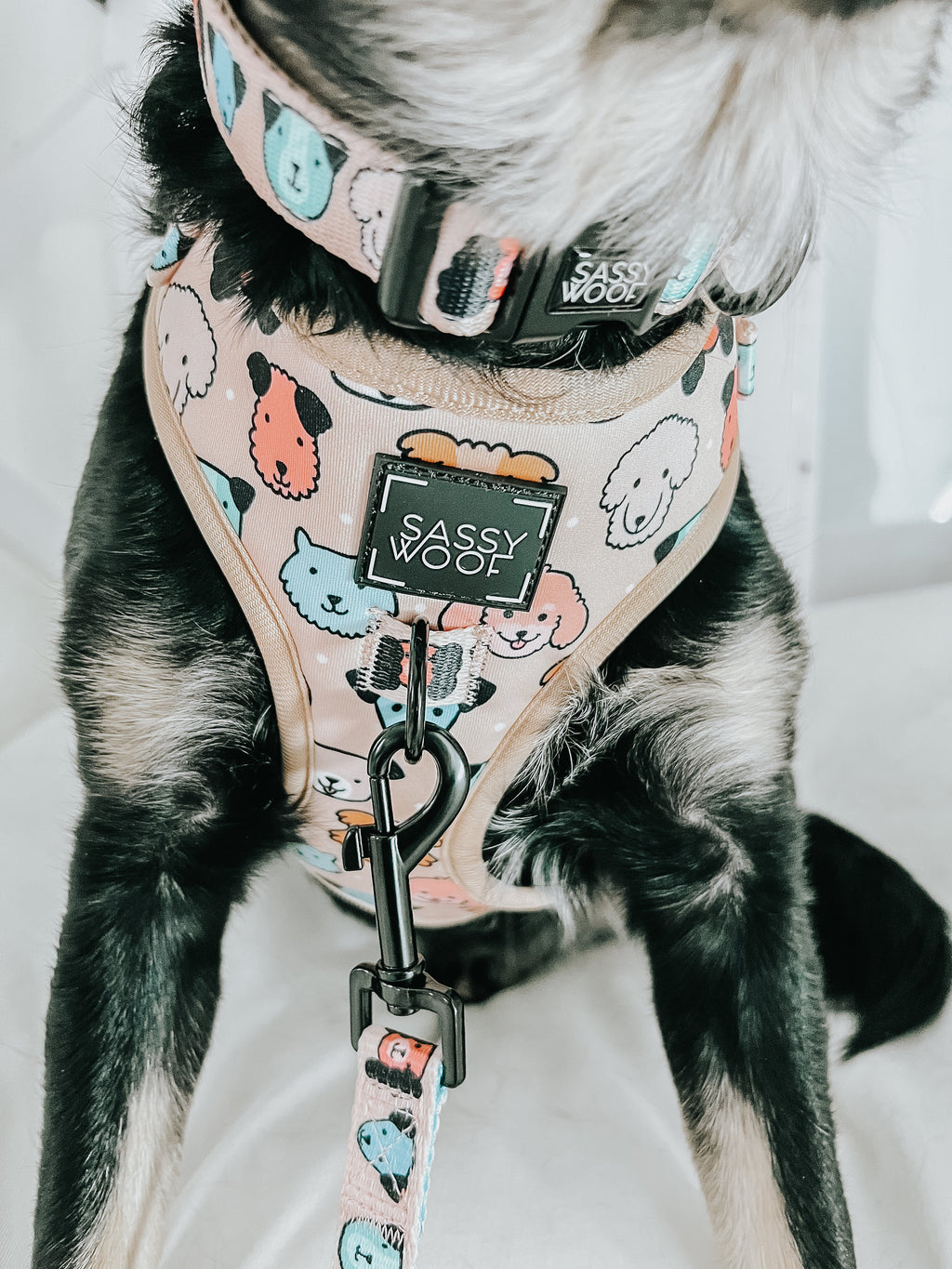 Dog Collar - Mixed With Love