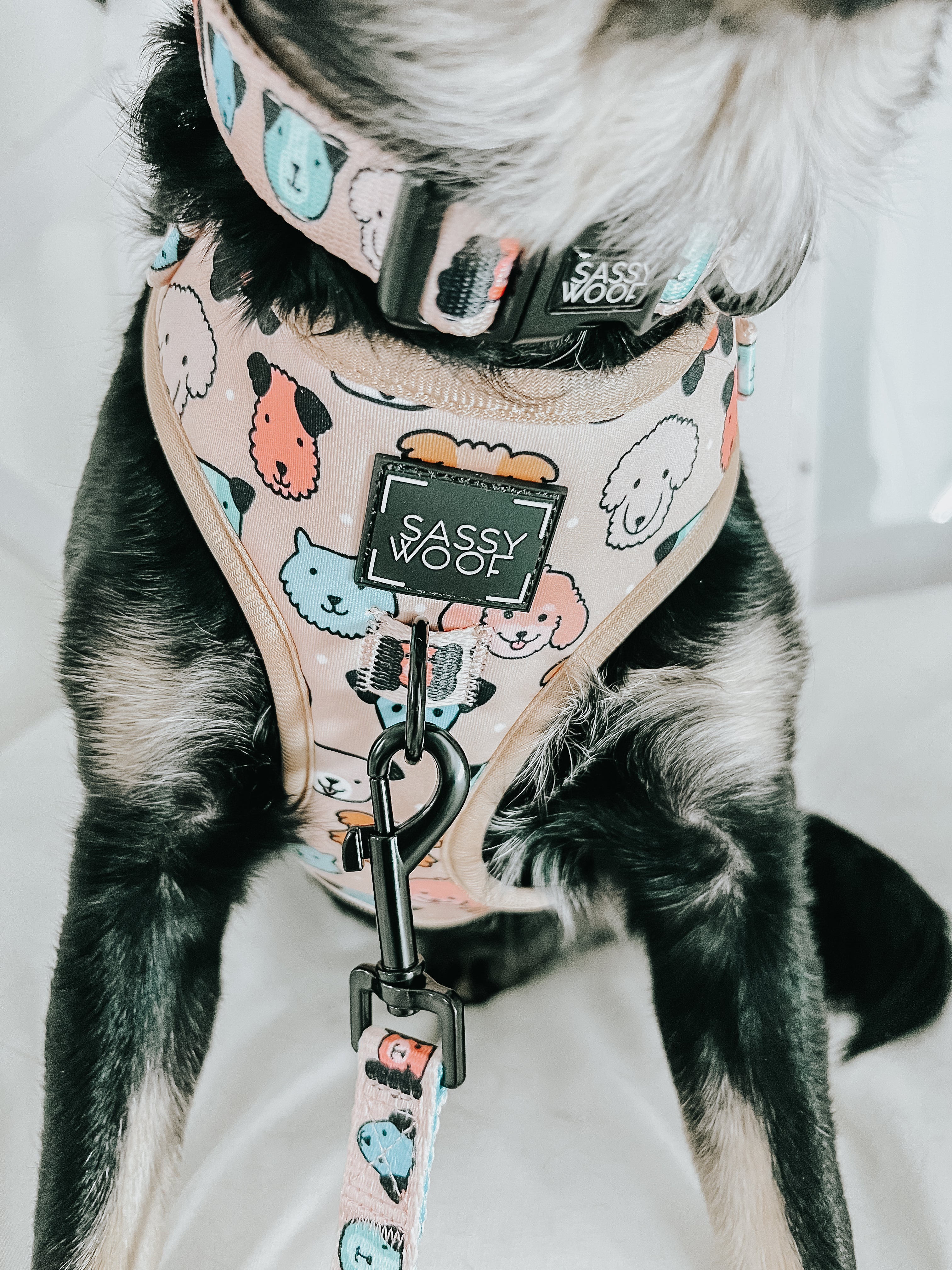 Dog Collar - Mixed With Love
