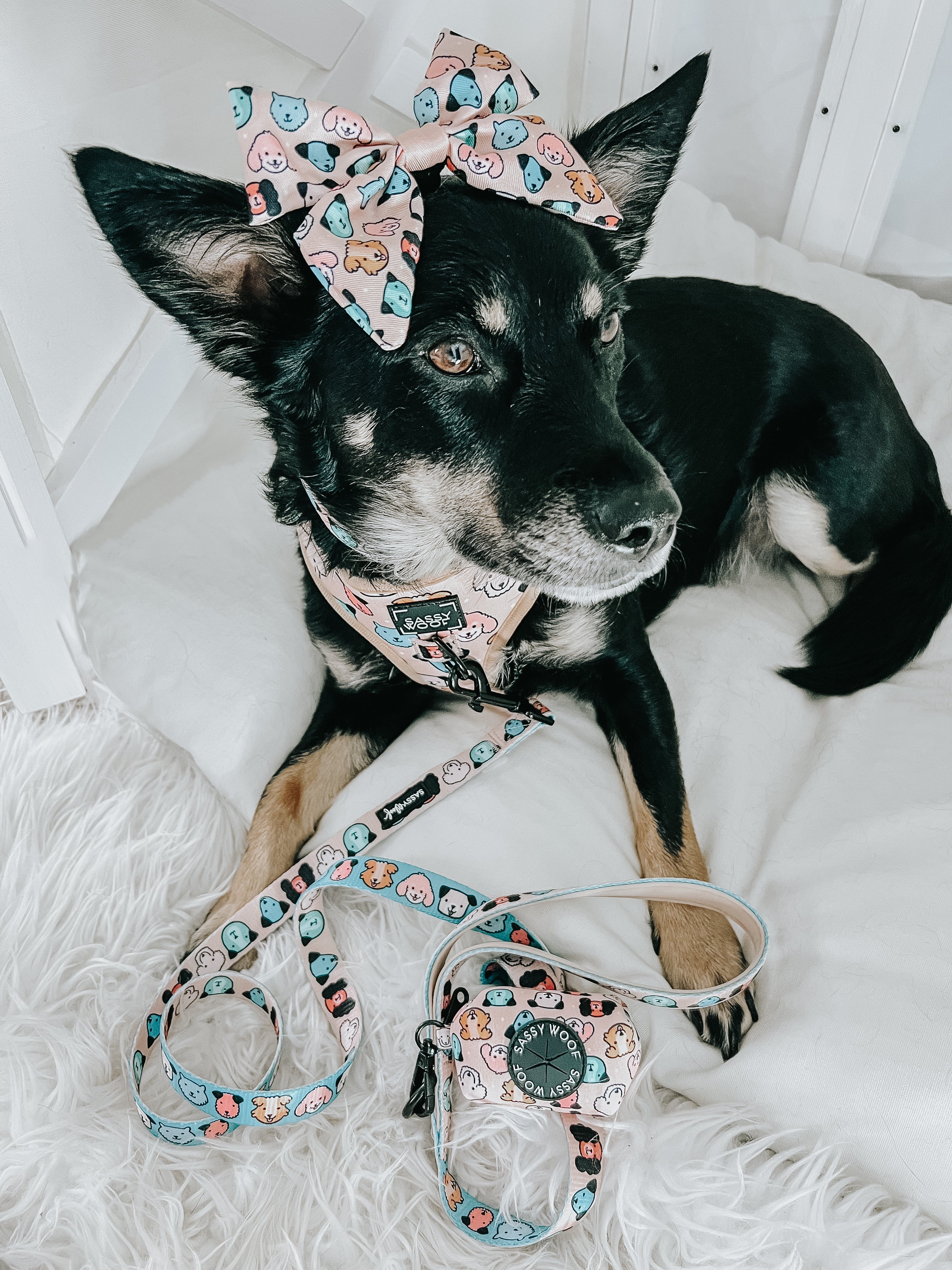 Dog Leash - Mixed With Love