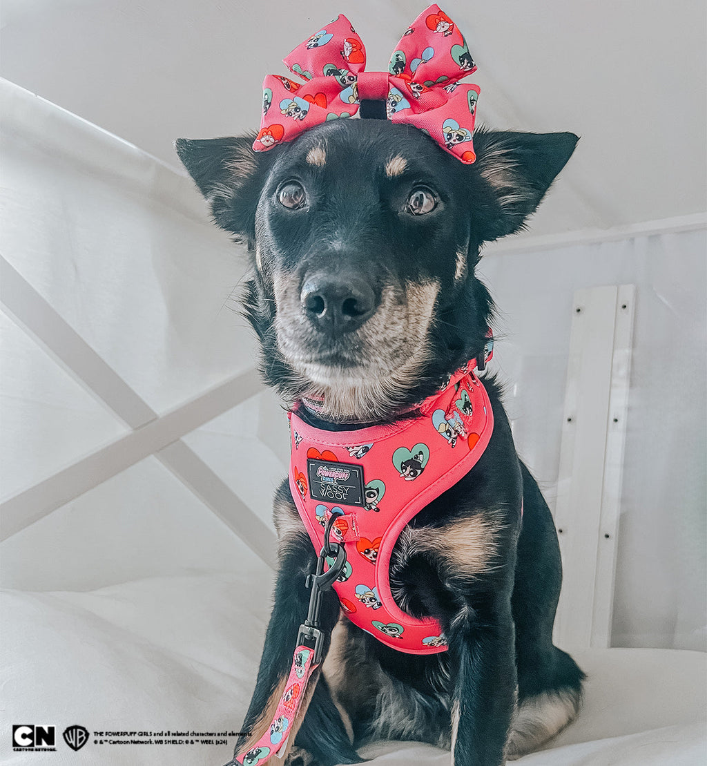 Dog Adjustable Harness - The Powerpuff Girls™ (Love)