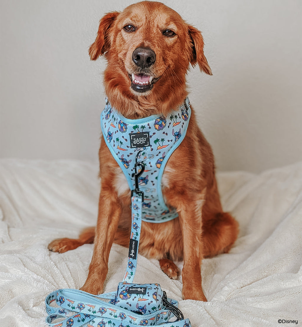 Dog Collar - Disney's Stitch