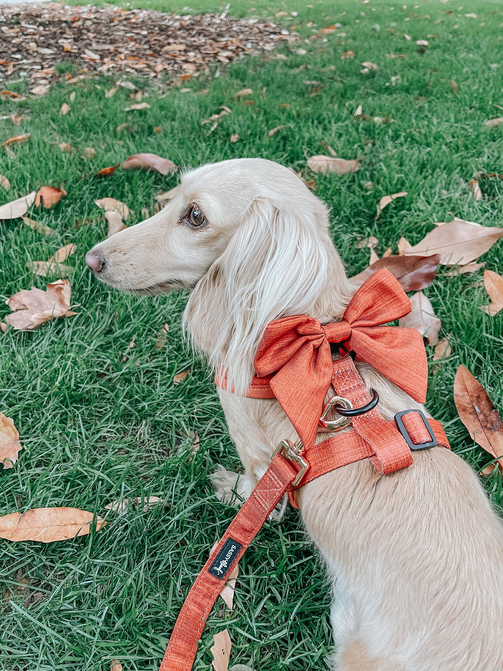 Dog Leash - Foxy