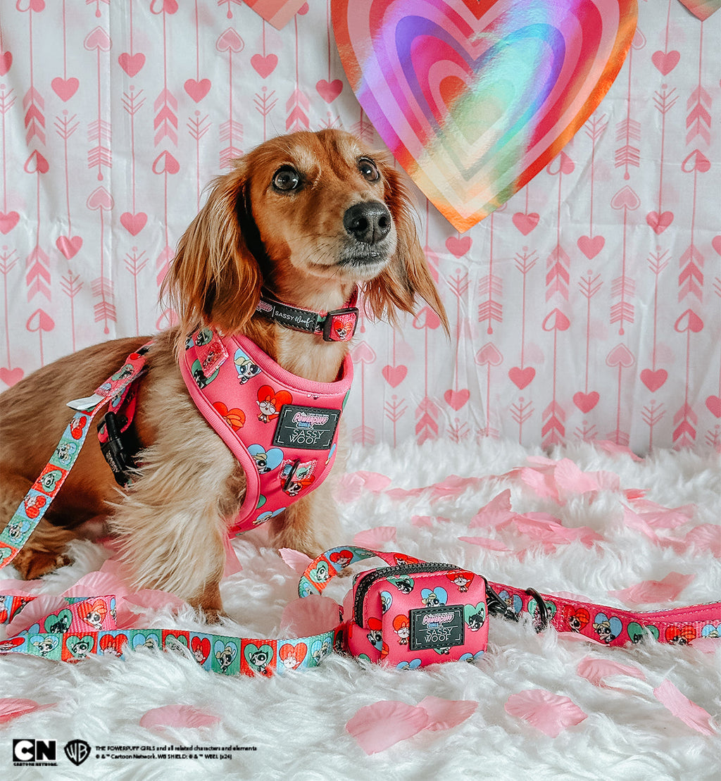 Dog Collar - The Powerpuff Girls™ (Love)