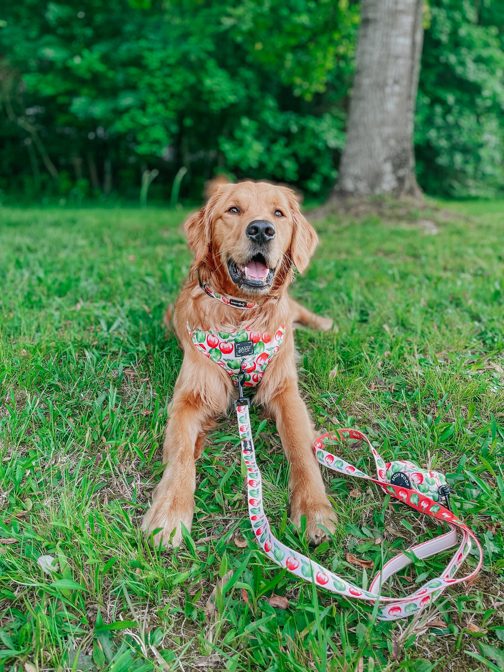 Dog Leash  - Apple of My Eye