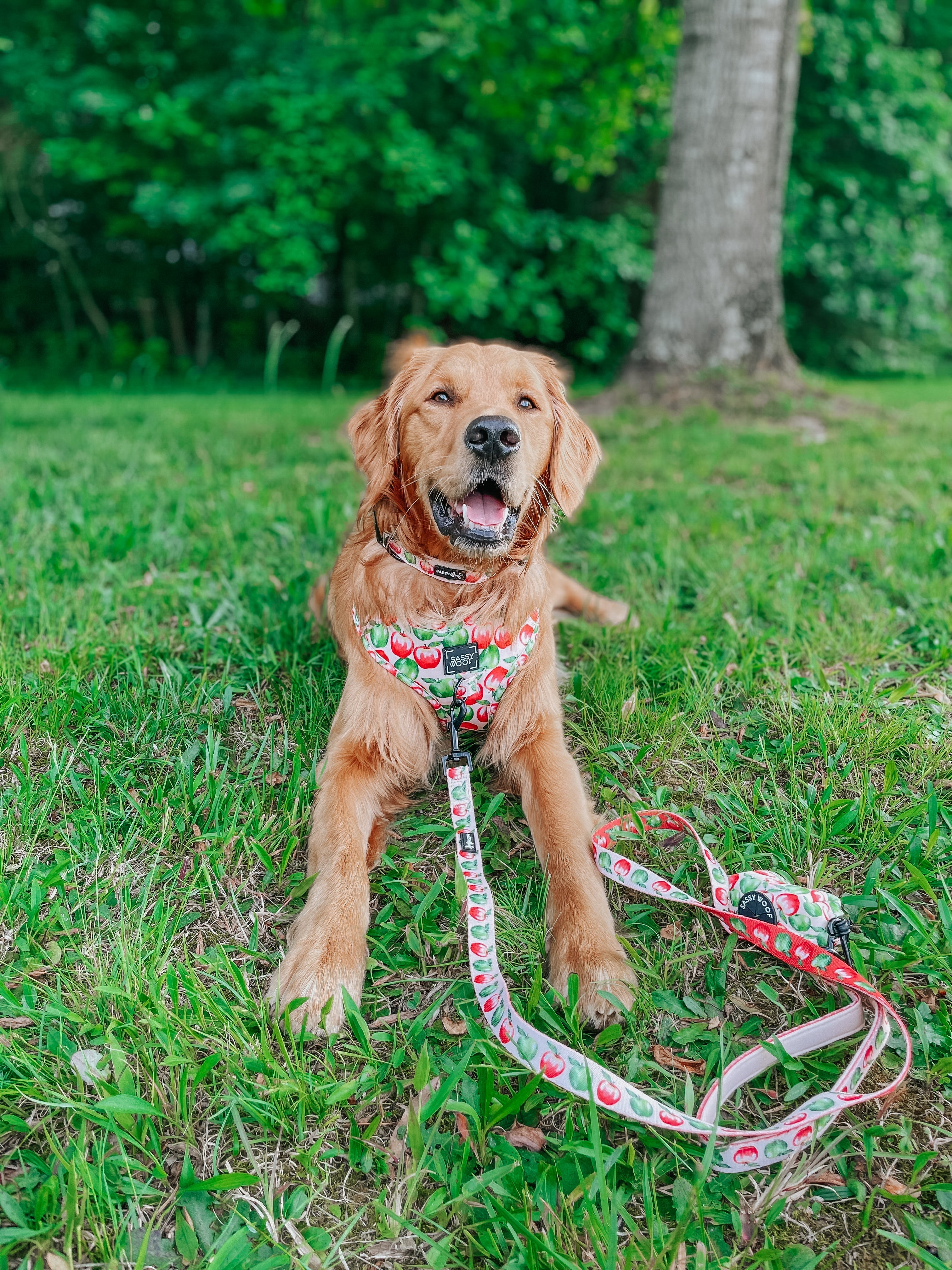Dog Leash  - Apple of My Eye
