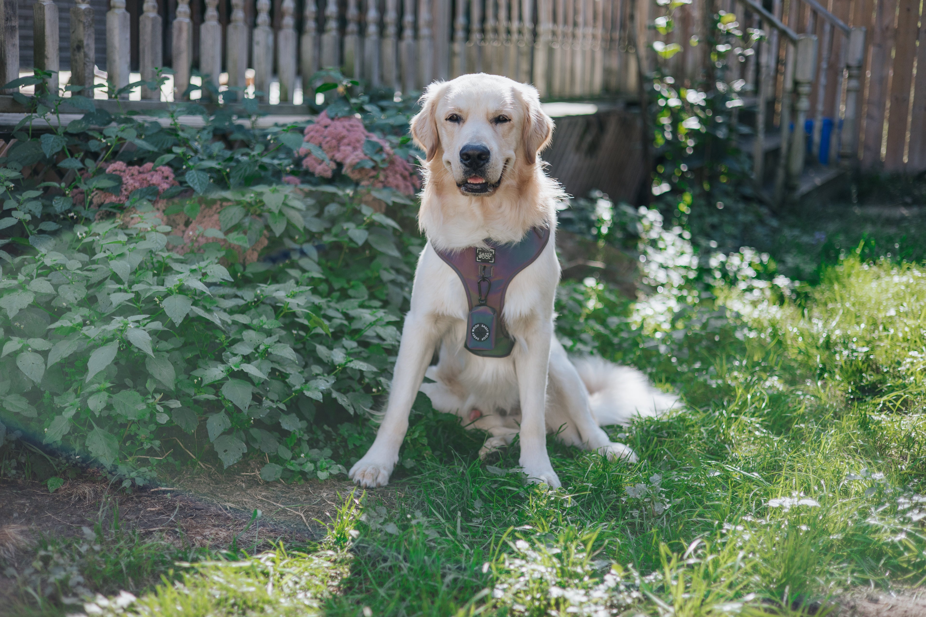 Dog Adjustable Harness - Reflection