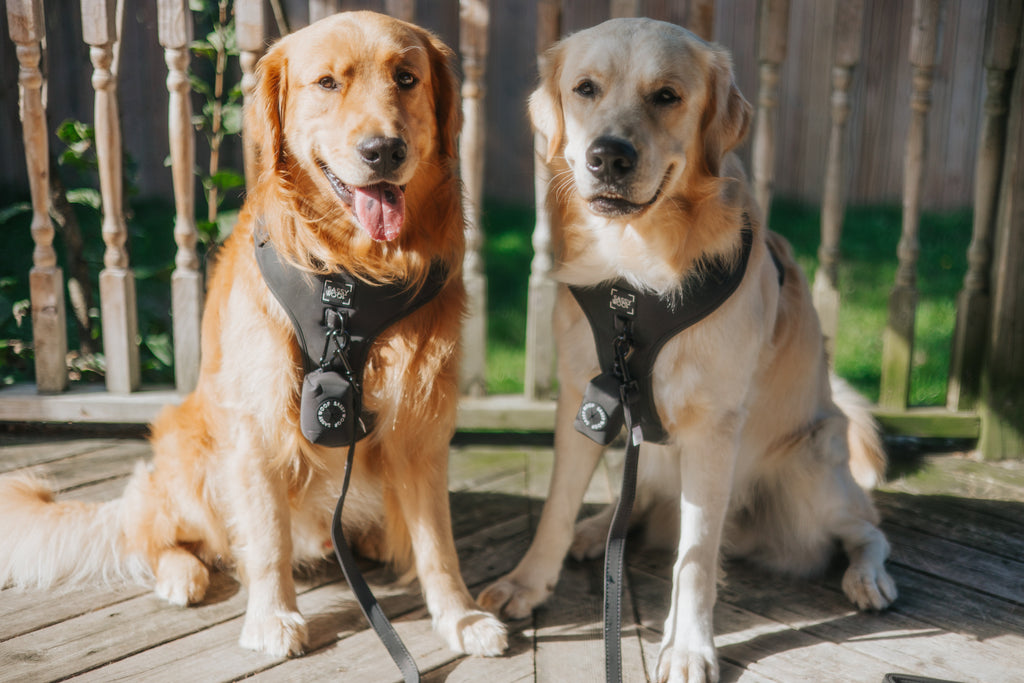 Dog Leash - Reflection