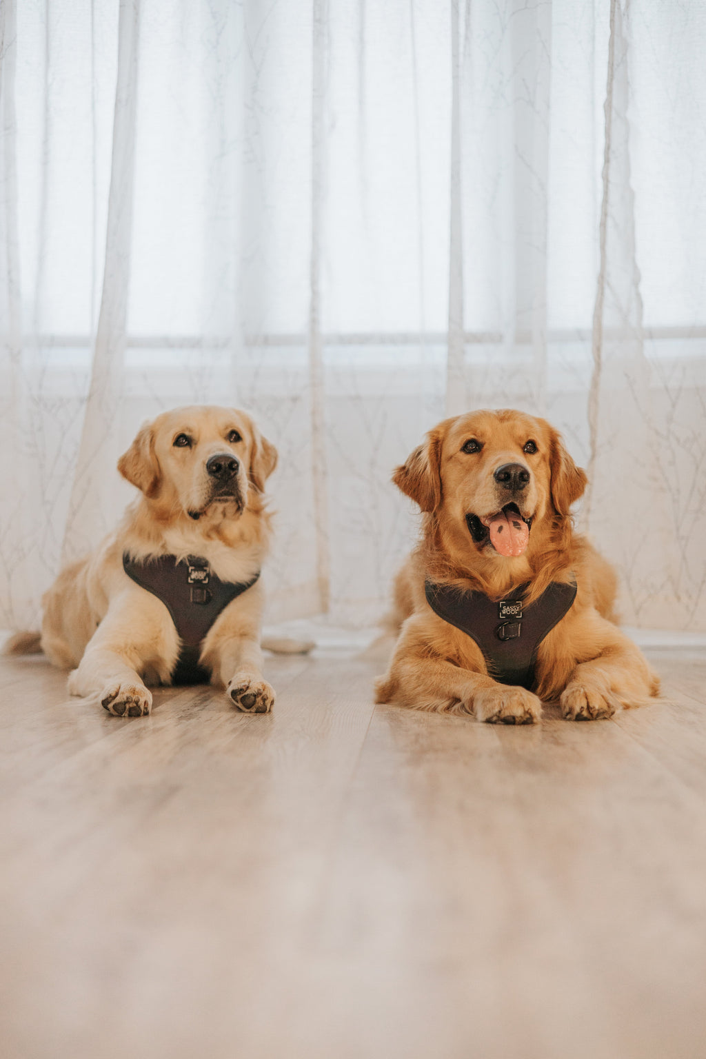 Dog Adjustable Harness - Reflection