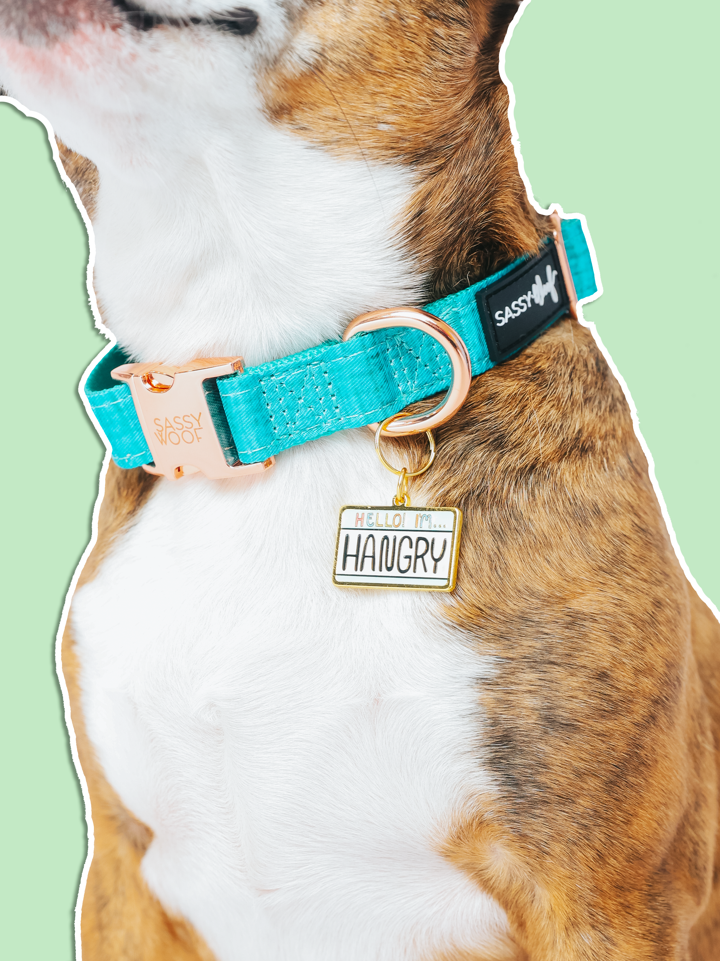 Collar Tag - Hello I'm Hangry