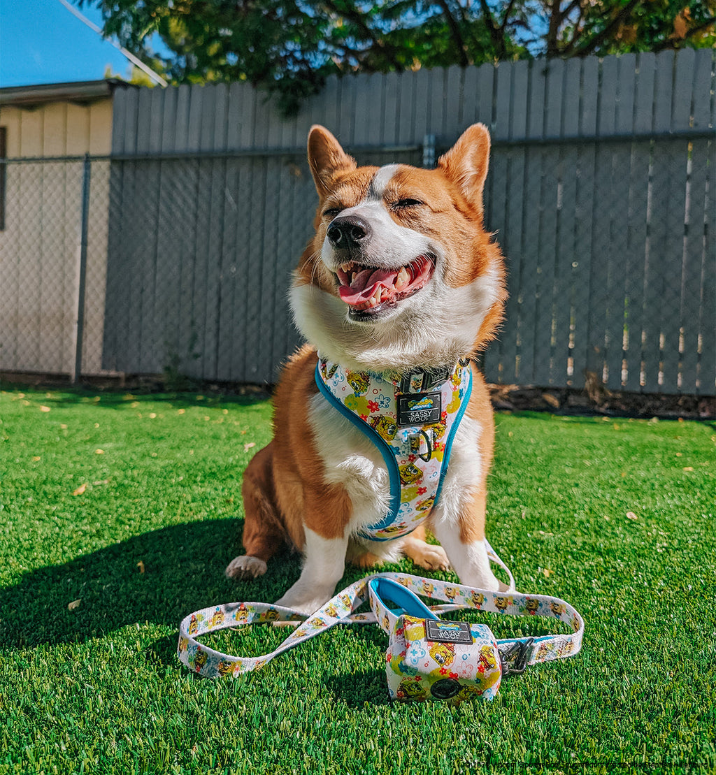 Dog Collar - SpongeBob SquarePants™ Bikini Bottom