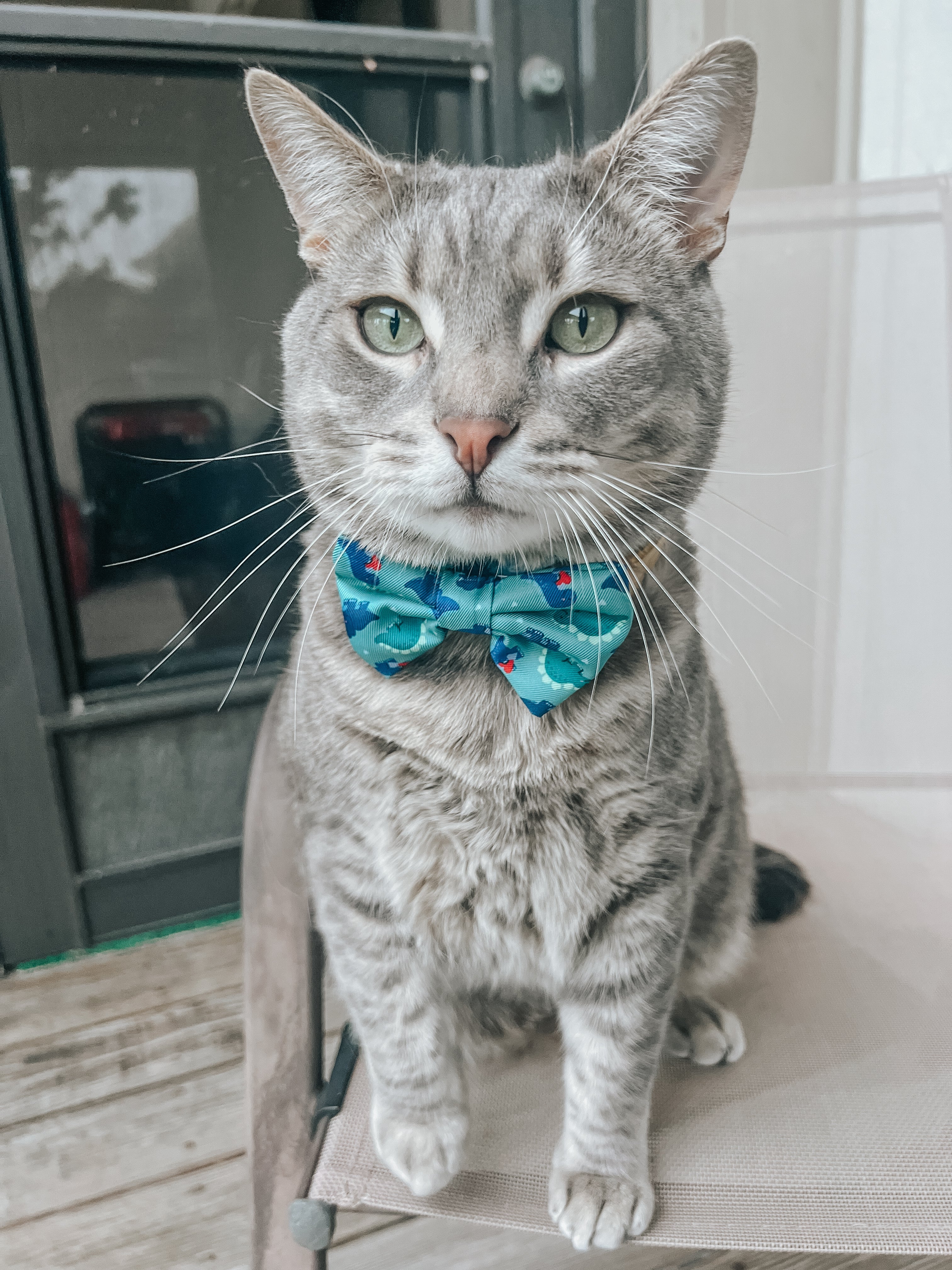 Cat Collar - Dino Darling