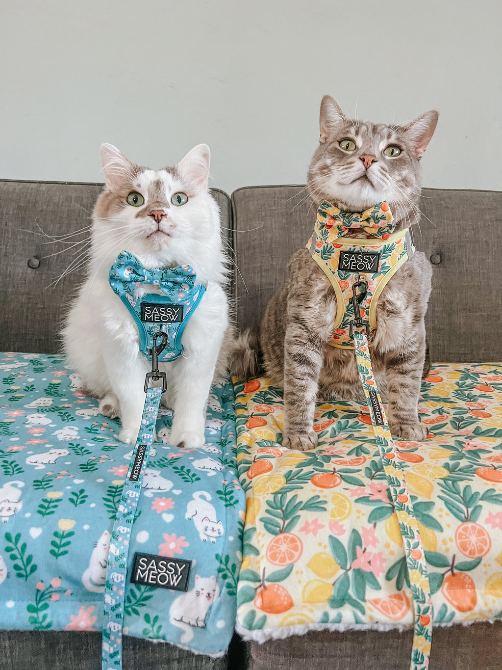 Cat Leash - Zest Friends