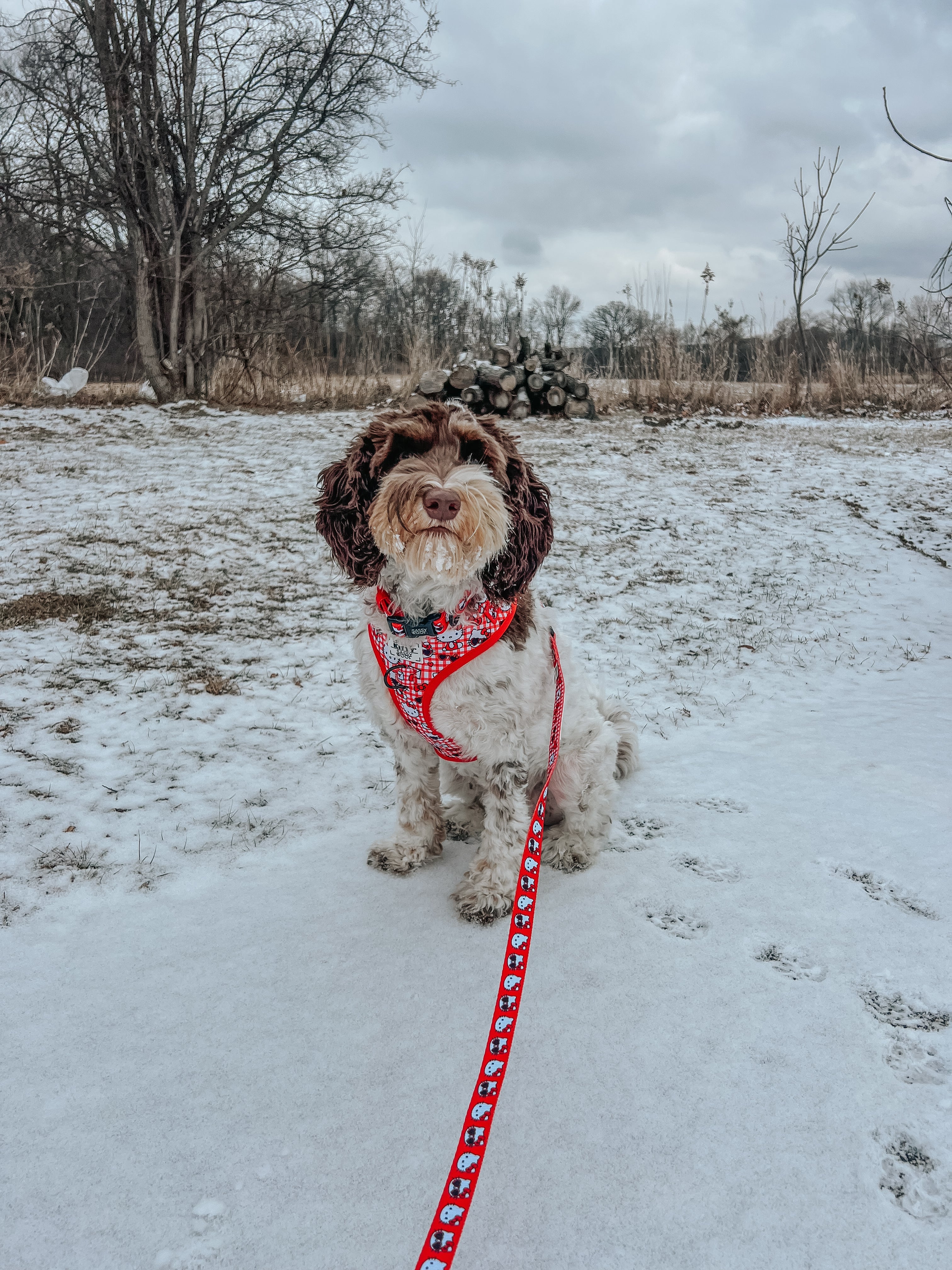 Dog Adjustable Harness - Hello Kitty® Red Classic