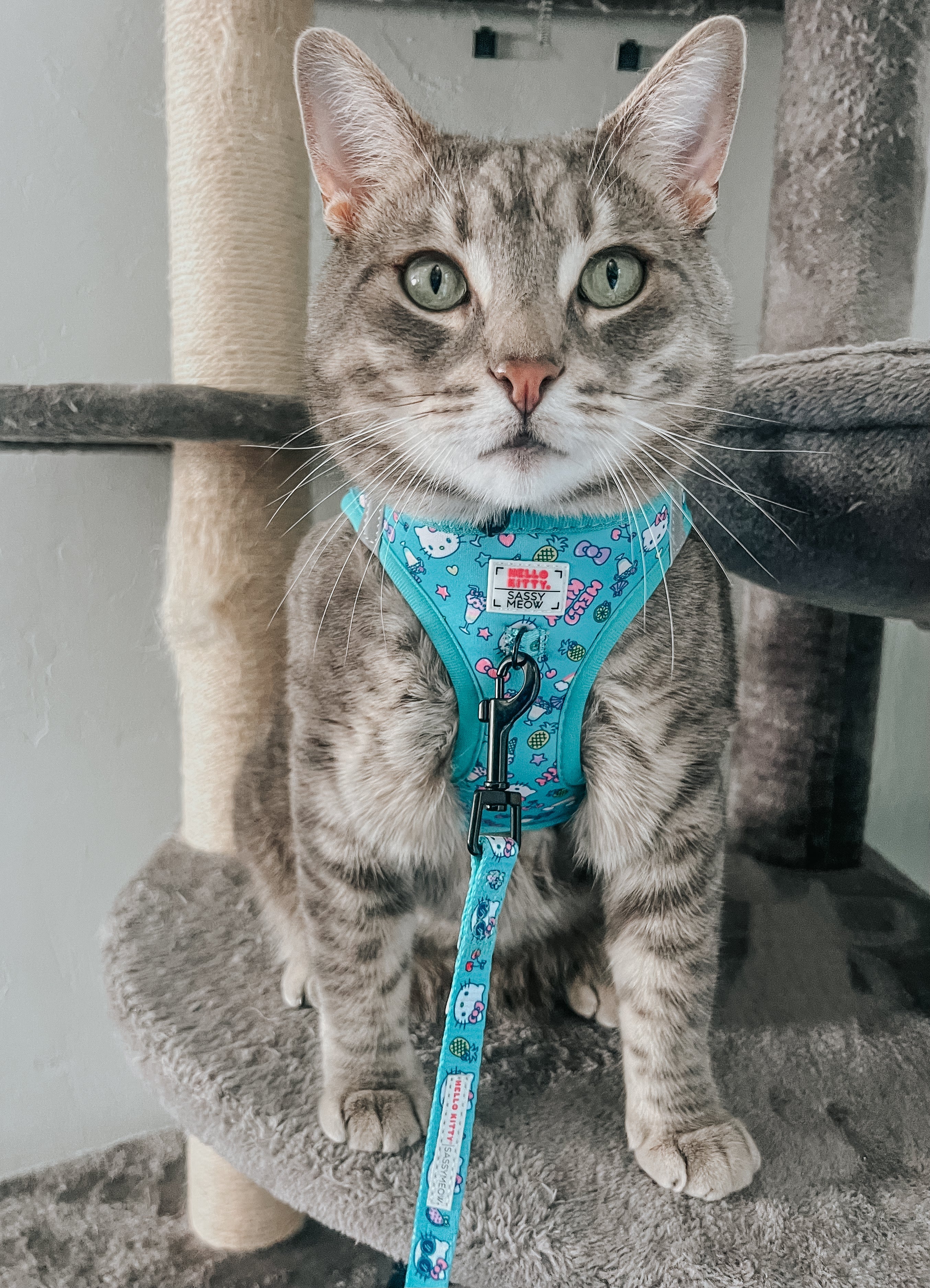 Cat Step-In Harness - Hello Kitty® Aqua