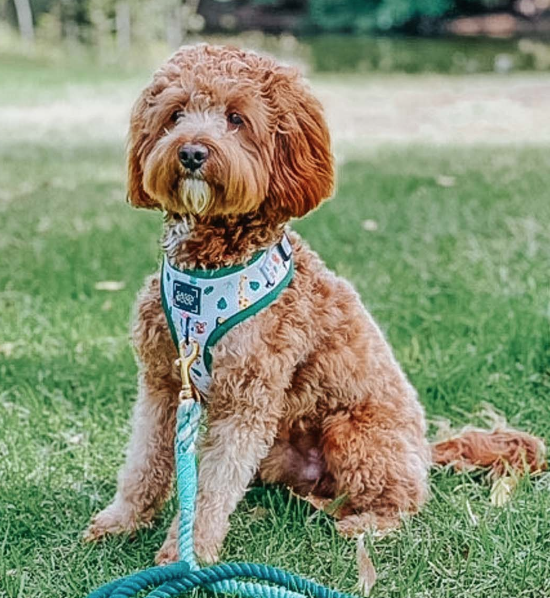 Dog Rope Leash - Hunter