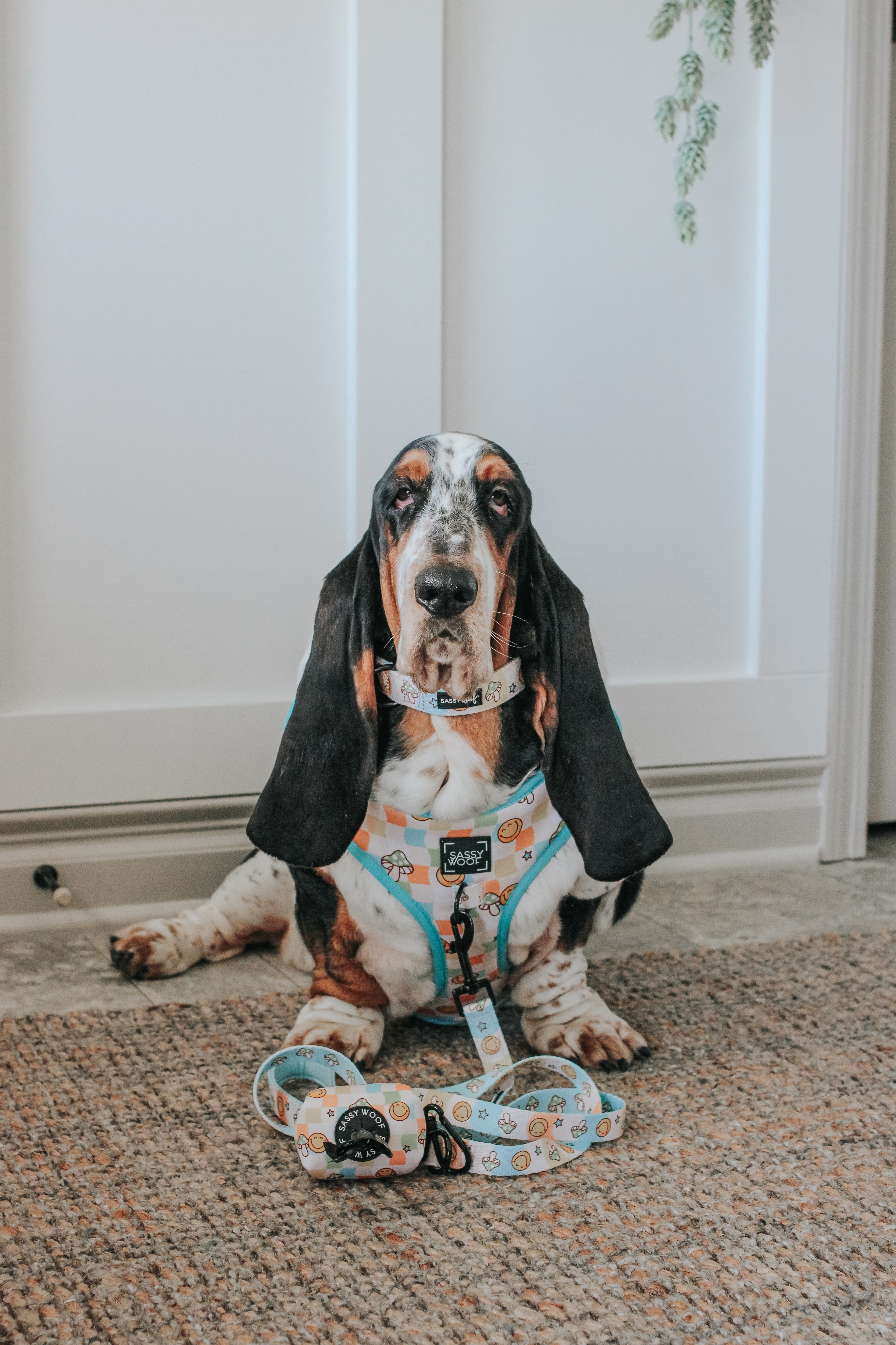 Dog Adjustable Harness - Mush Love
