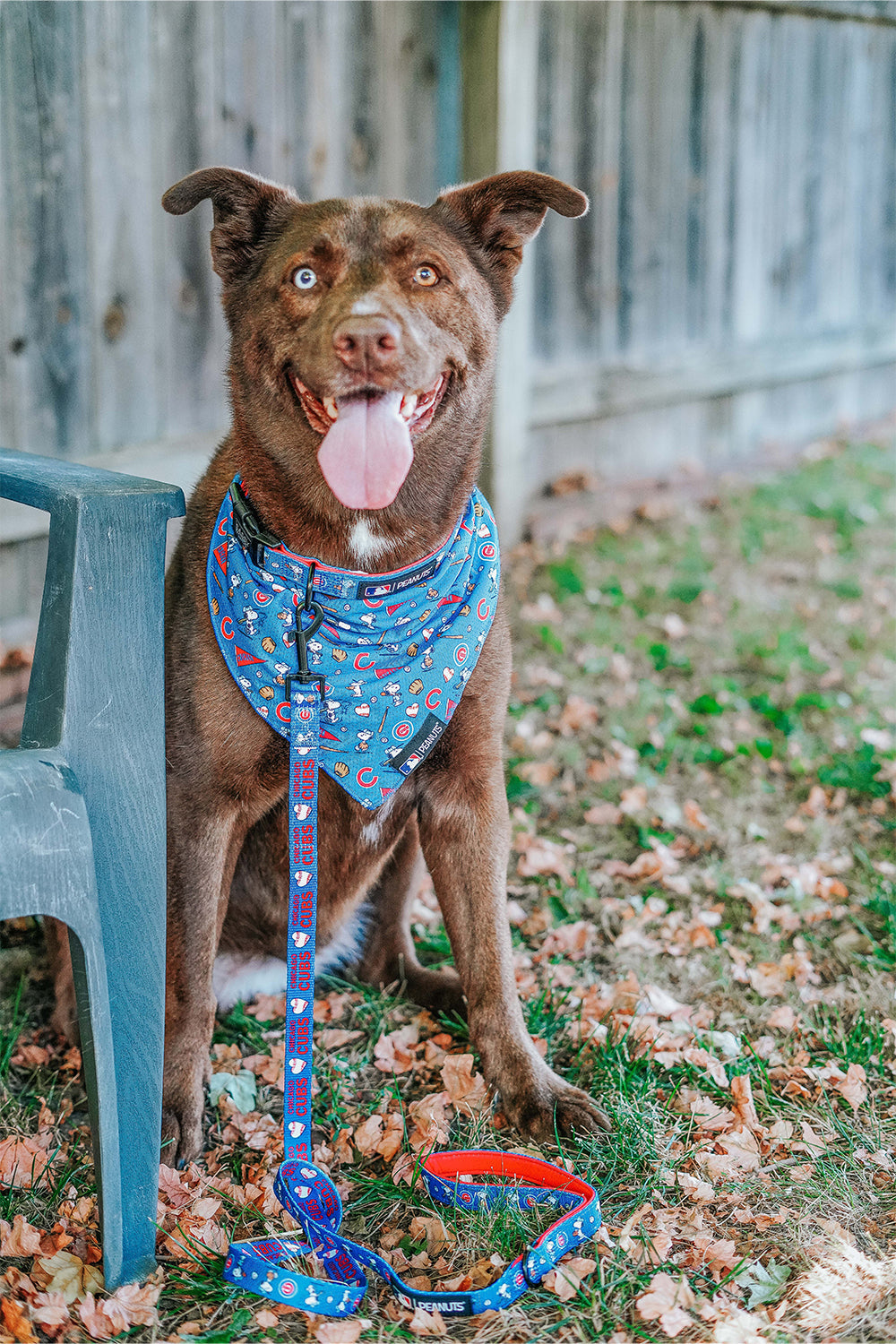 Dog Collar - MLB™ x Peanuts™ Chicago Cubs™
