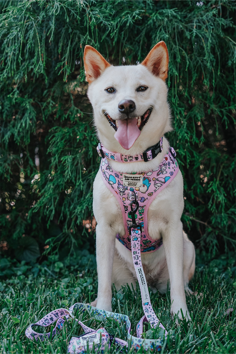 Dog Collar - Hello Kitty® & Friends Flower Festival