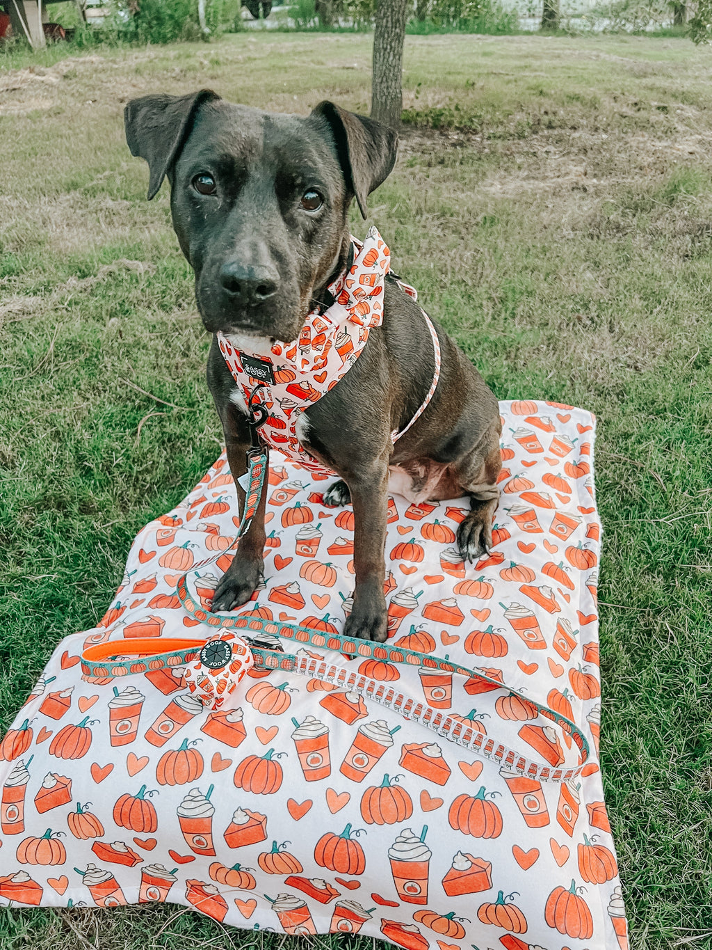 Dog Adjustable Harness - Pie There!