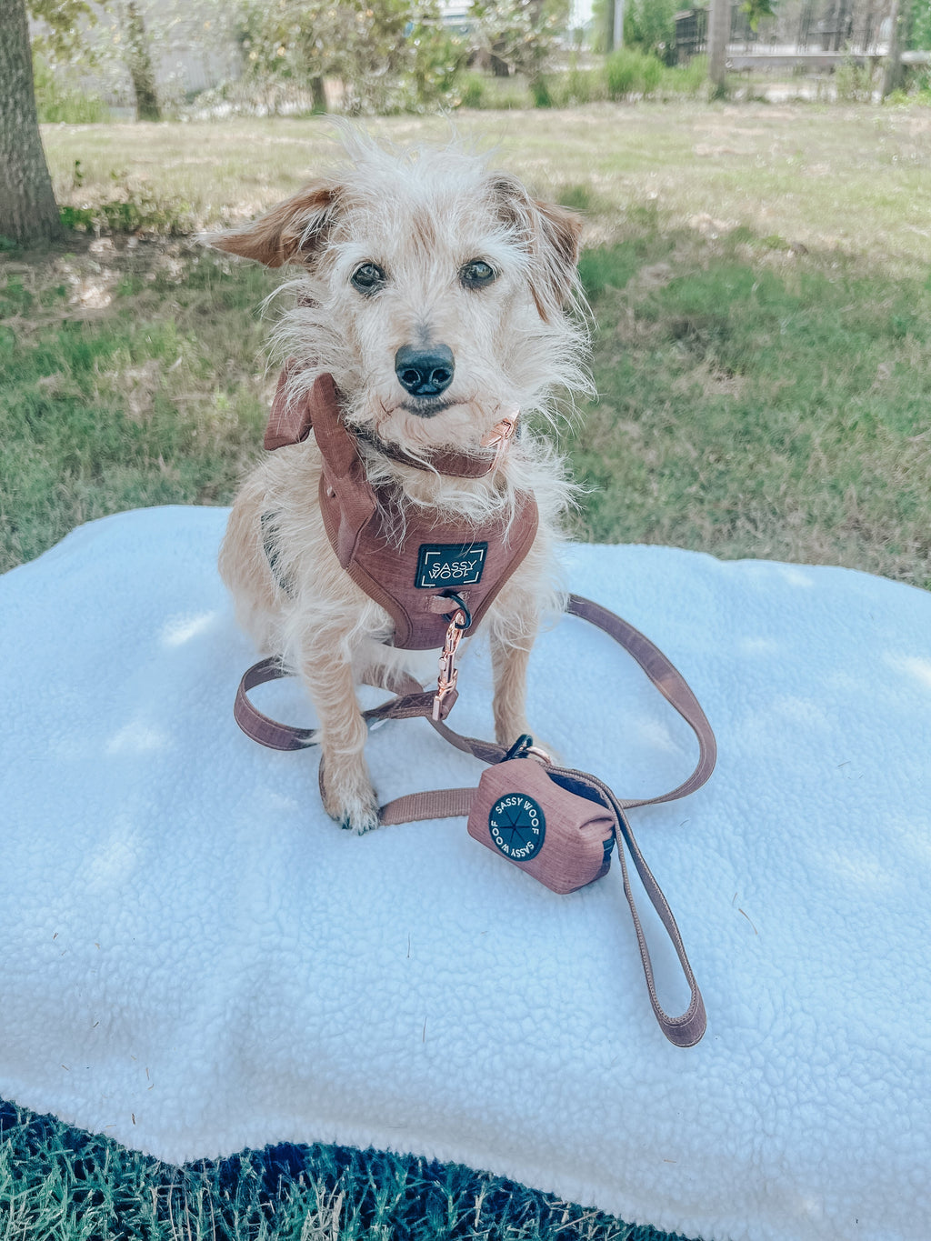 Dog Collar - Teddy