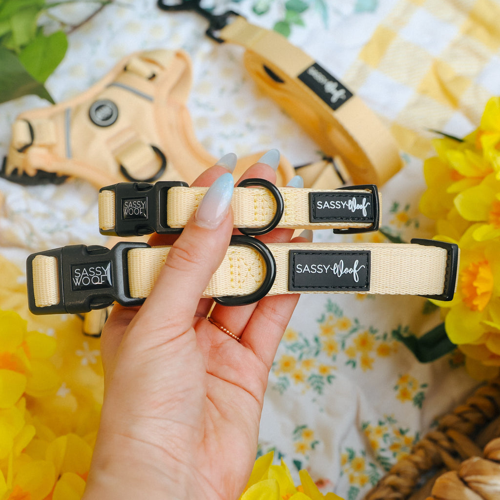 Dog Collar - Daffodil