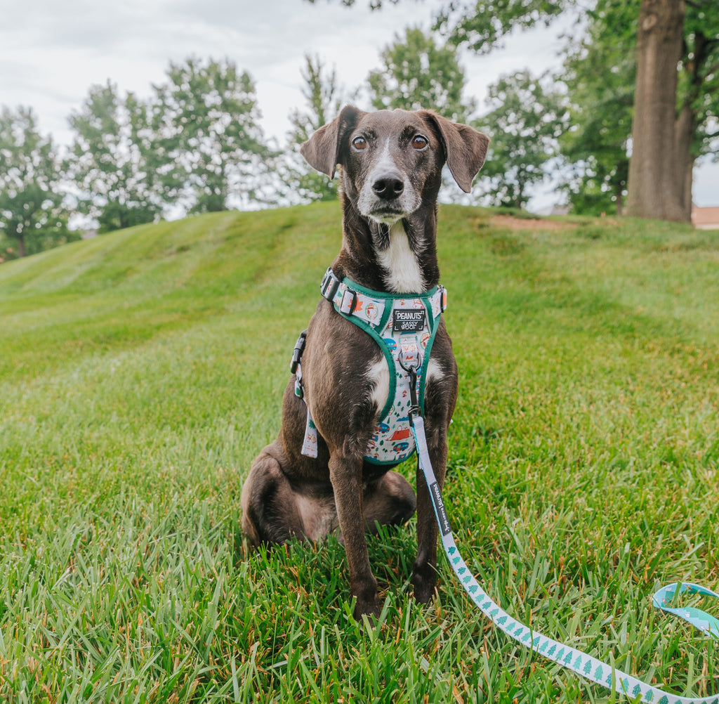 Dog Step-in Harness - Peanuts™ Beagle Scouts