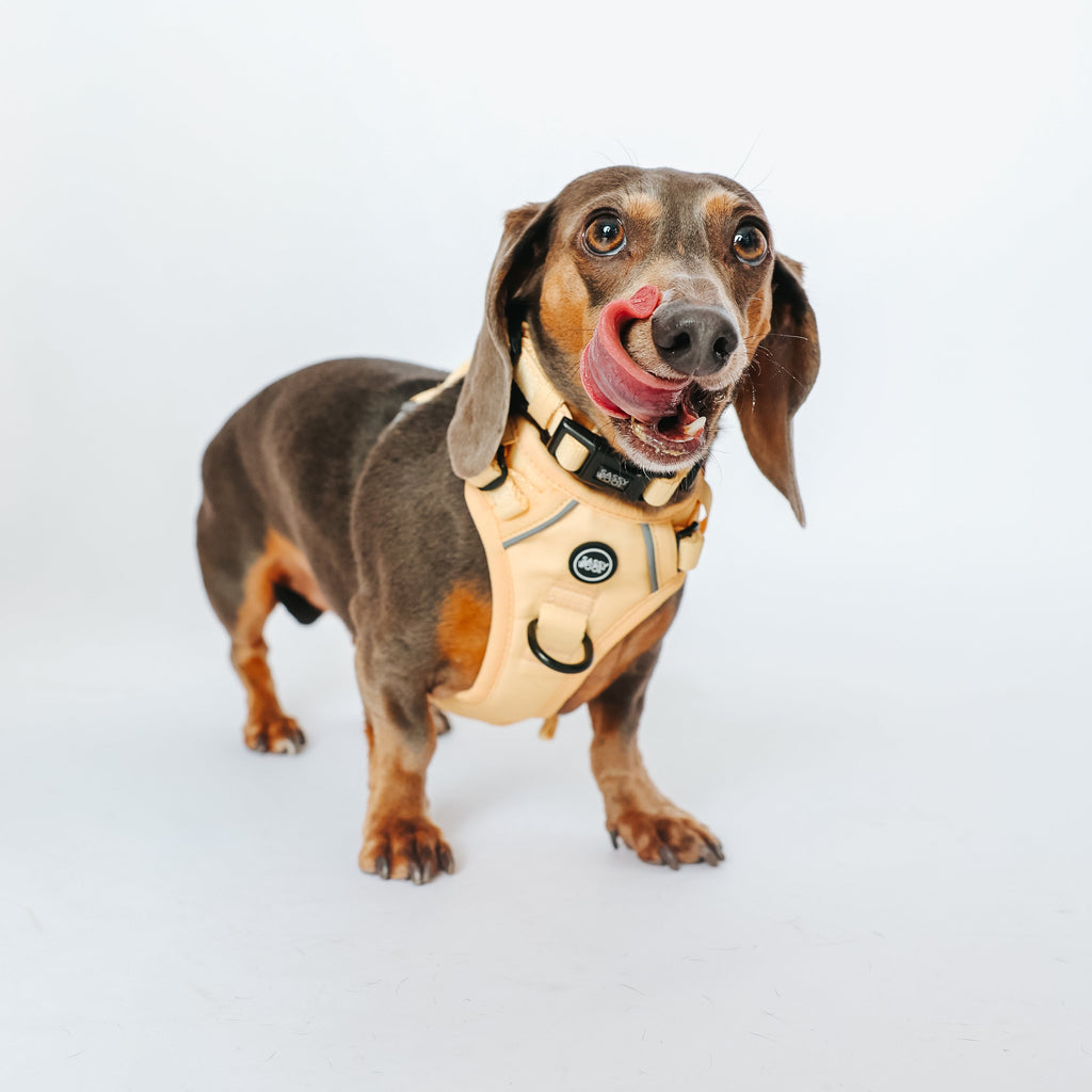 Dog Step-in Harness - Daffodil