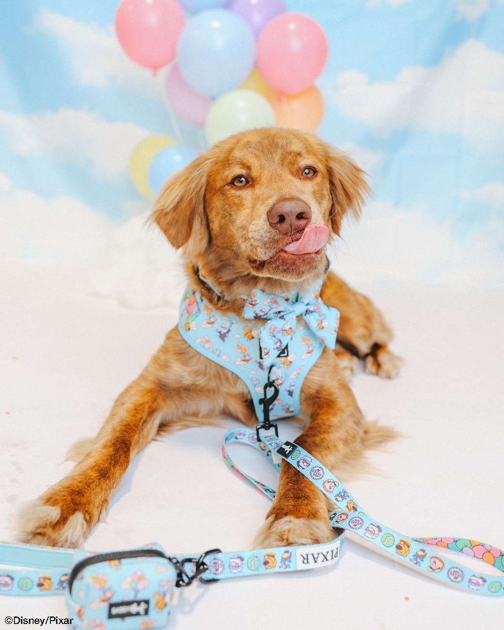 Dog Adjustable Harness - Disney and Pixar's Up