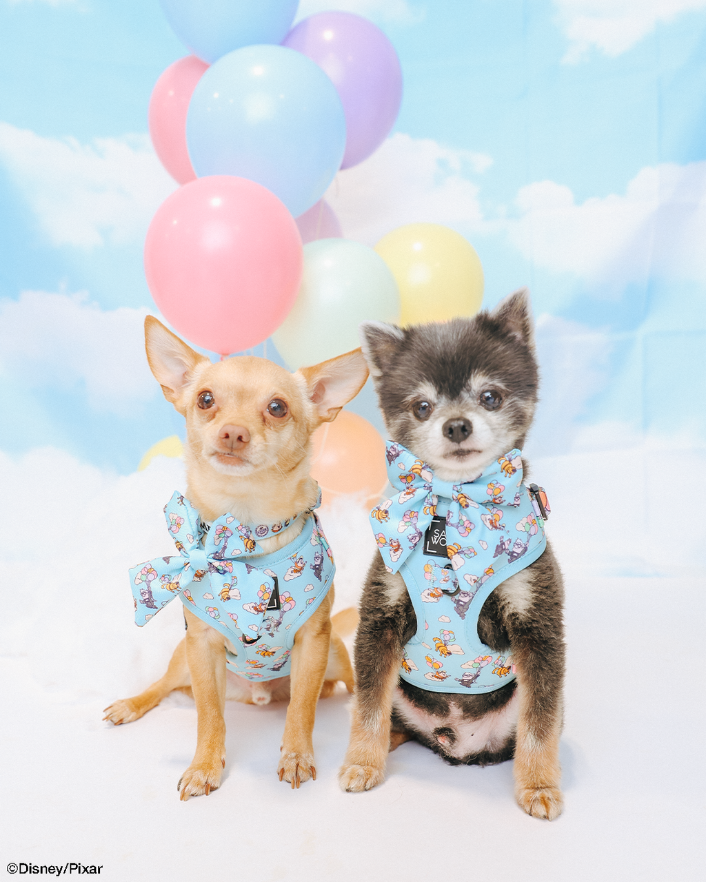 Dog Adjustable Harness - Disney and Pixar's Up