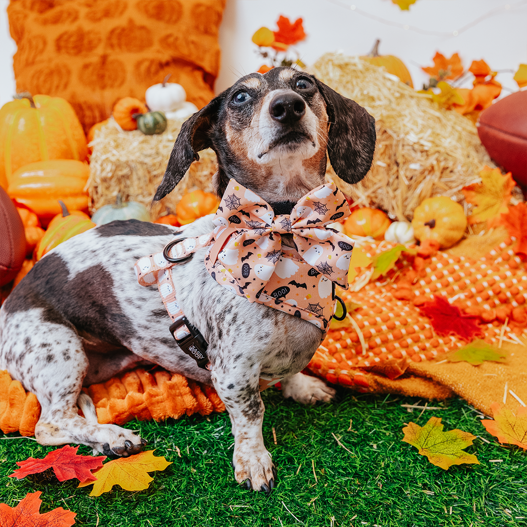 Dog Collar - Squad Ghouls