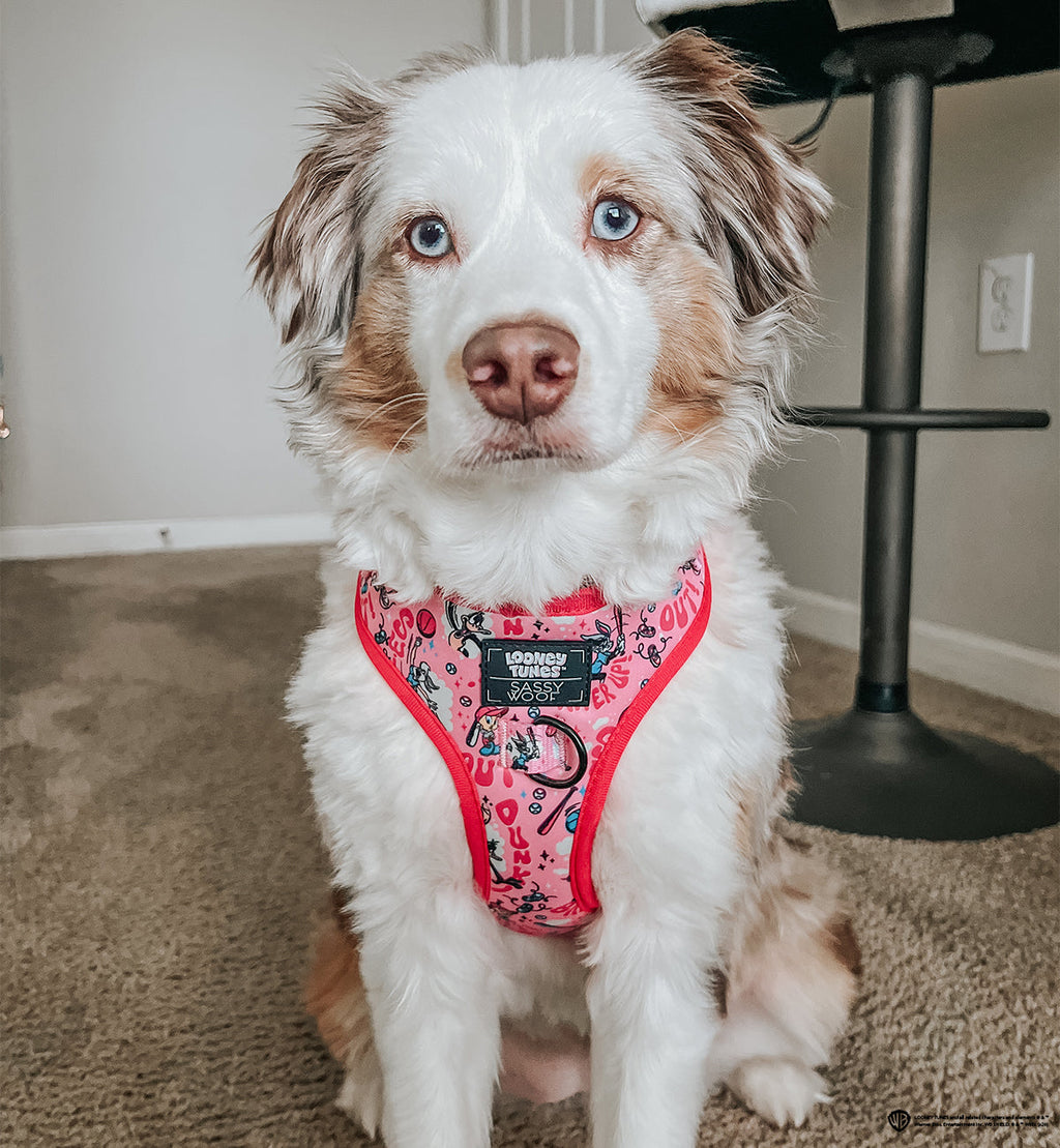 Dog Adjustable Harness - Looney Tunes™ Pink