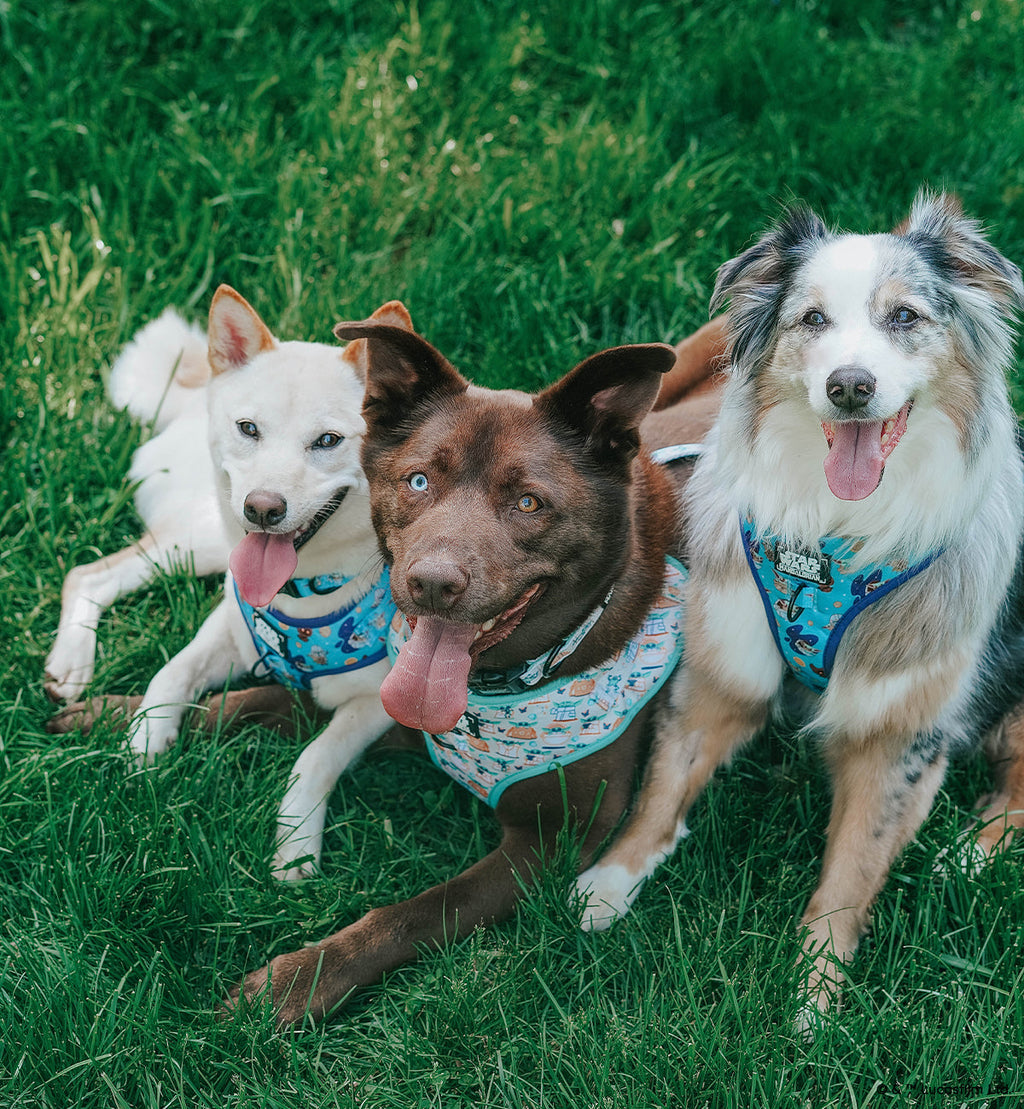 Dog Adjustable Harness - STAR WARS™ The Mandalorian™