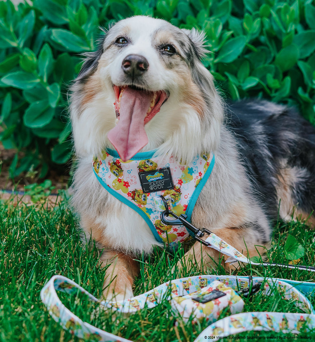 Dog Leash - SpongeBob SquarePants™ Bikini Bottom