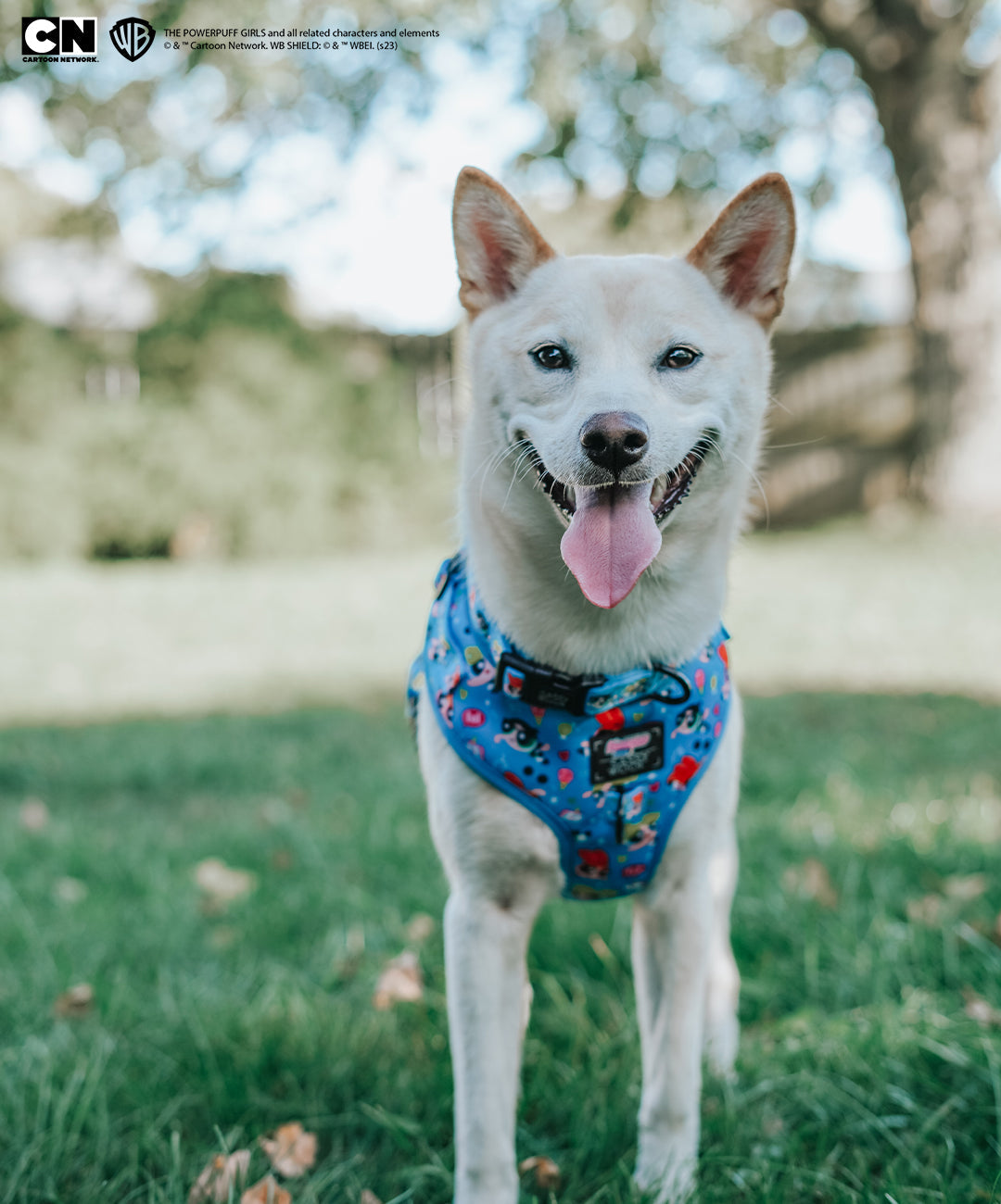 Dog Adjustable Harness - The Powerpuff Girls™ (Blue)
