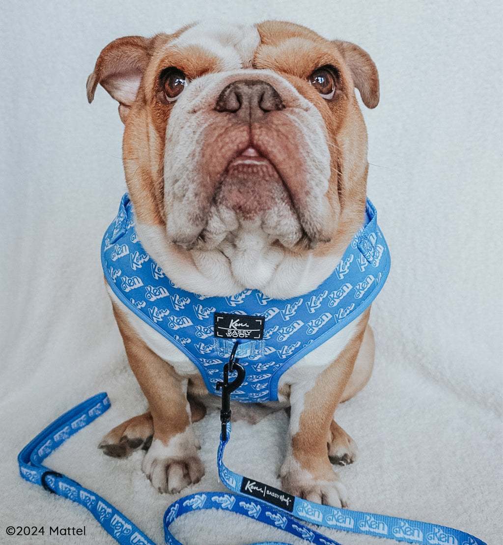 Dog Leash - KEN™