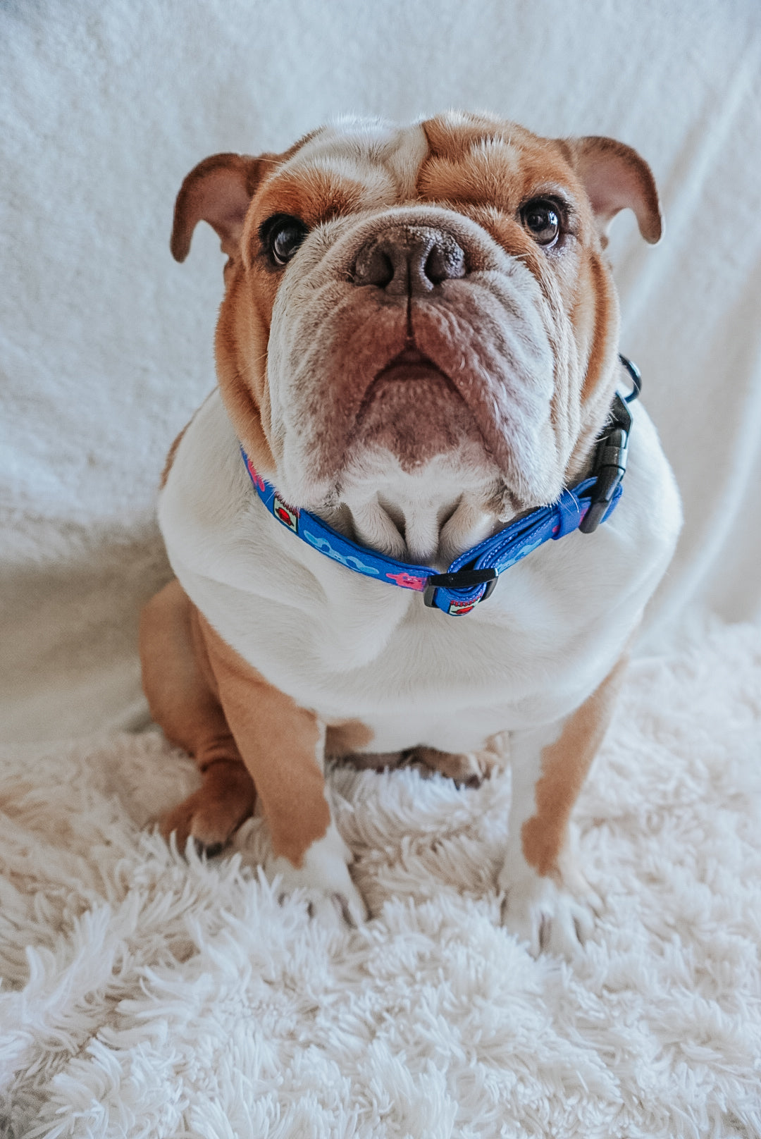 Dog Collar - Blue's Clues™