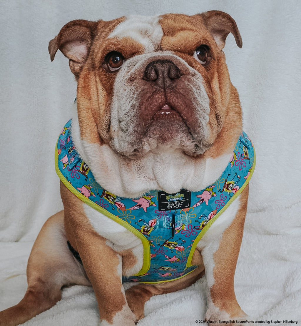 Dog Adjustable Harness - SpongeBob SquarePants™ Jelly Fishin'