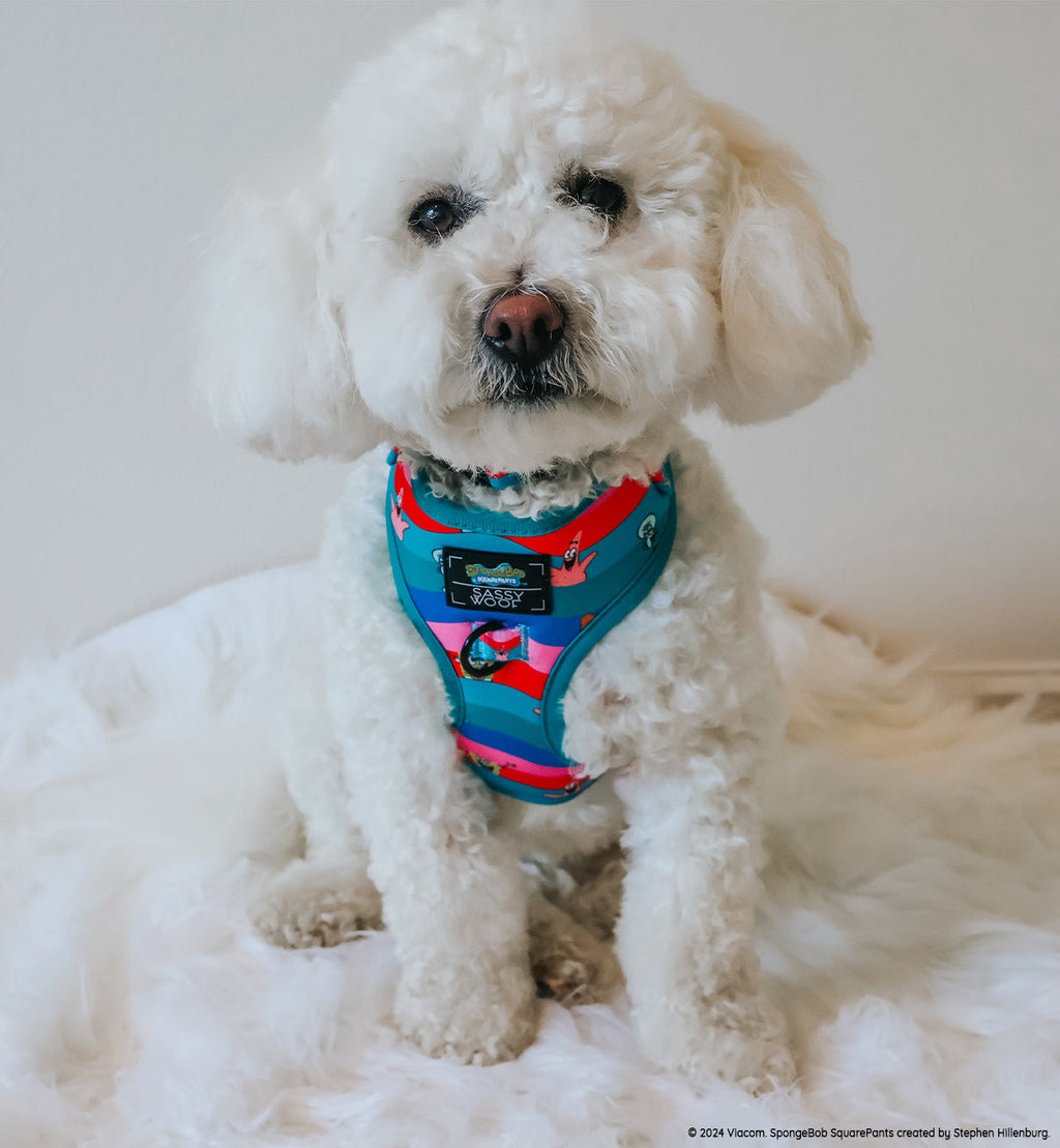 Dog Adjustable Harness - SpongeBob SquarePants™ and Friends